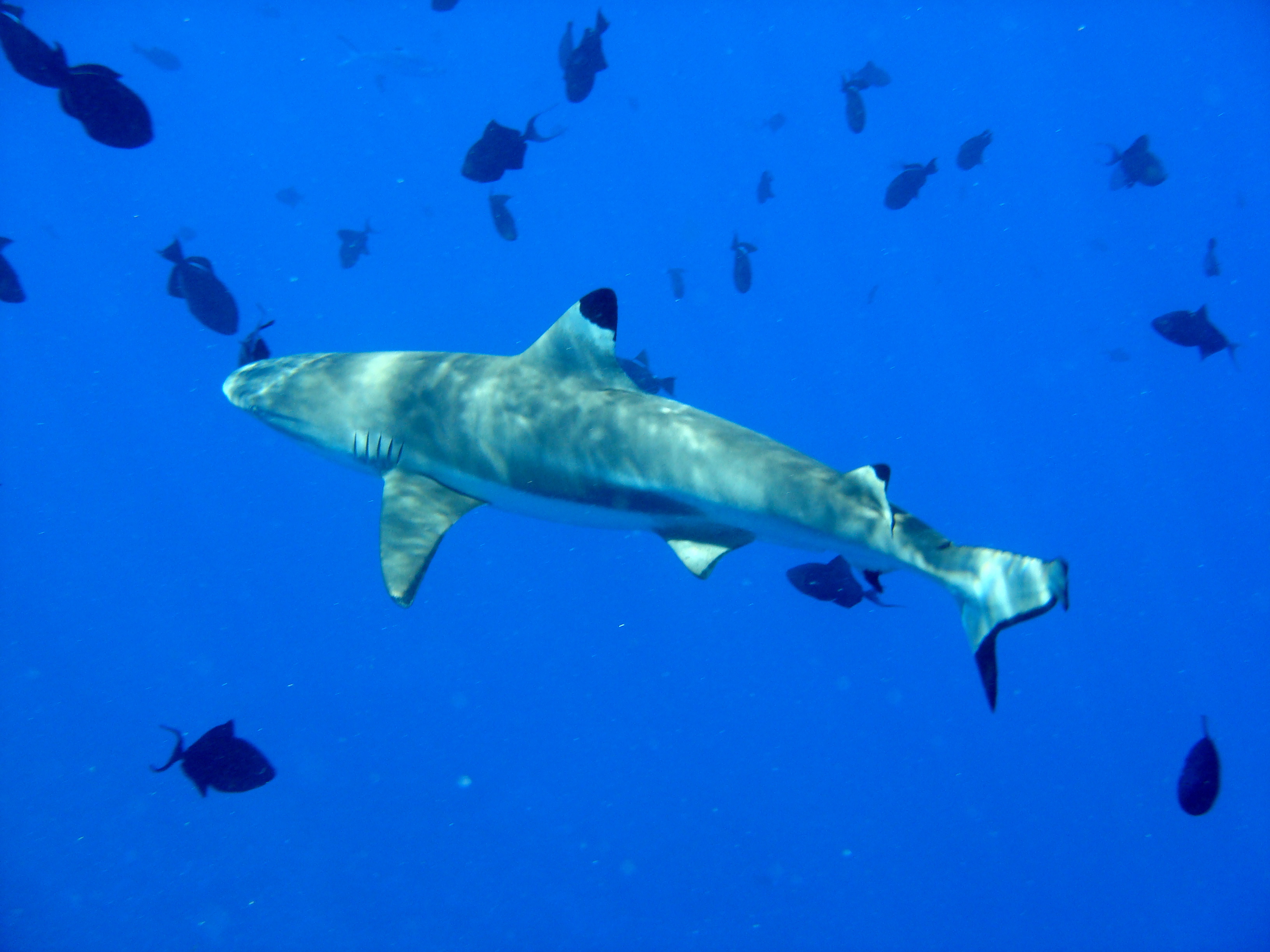 Blacktip reef shark (Carcharhinus melanopterus) at Bora Bora.