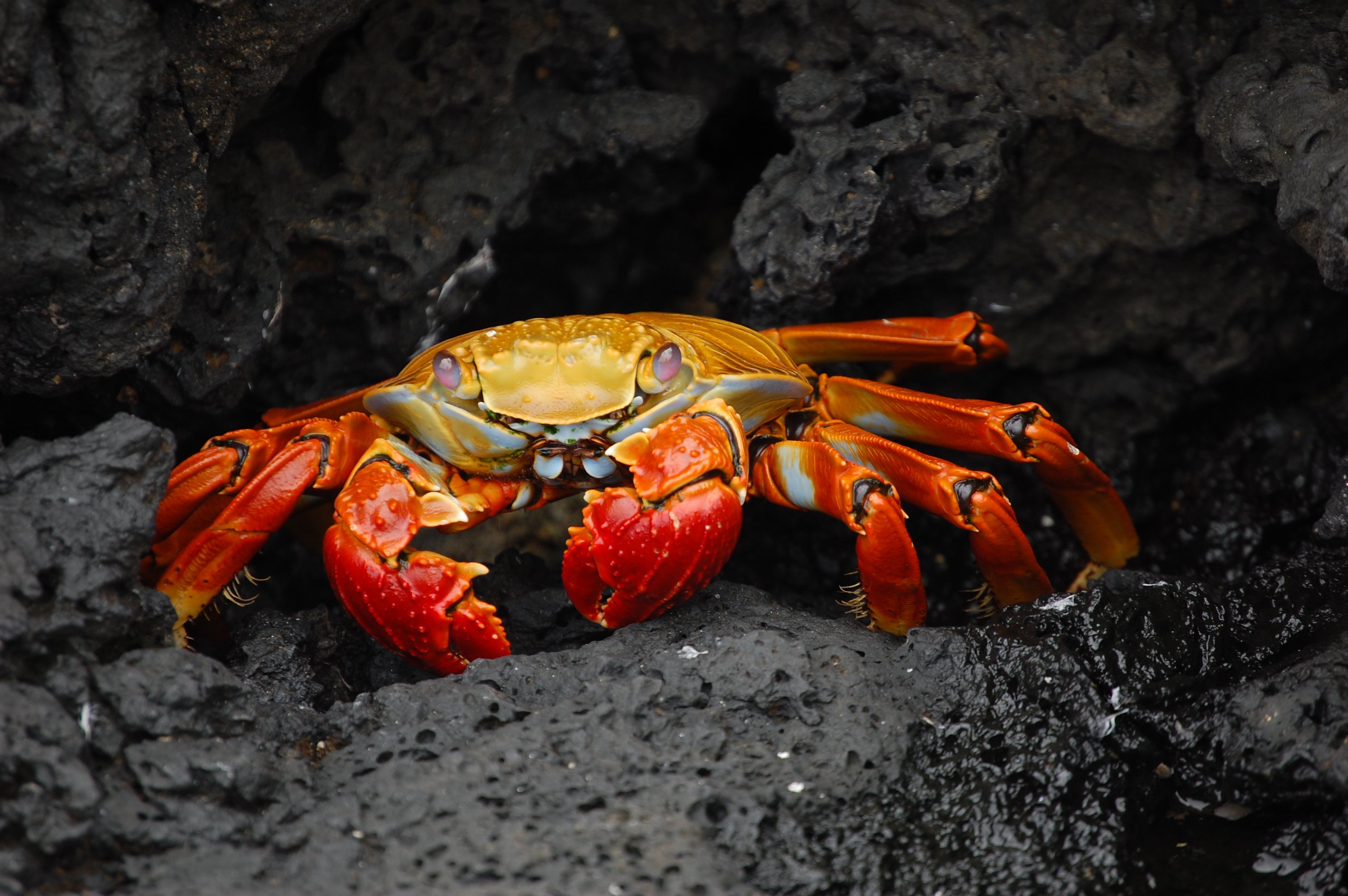 Grapsus grapsus from the Galápagos Islands