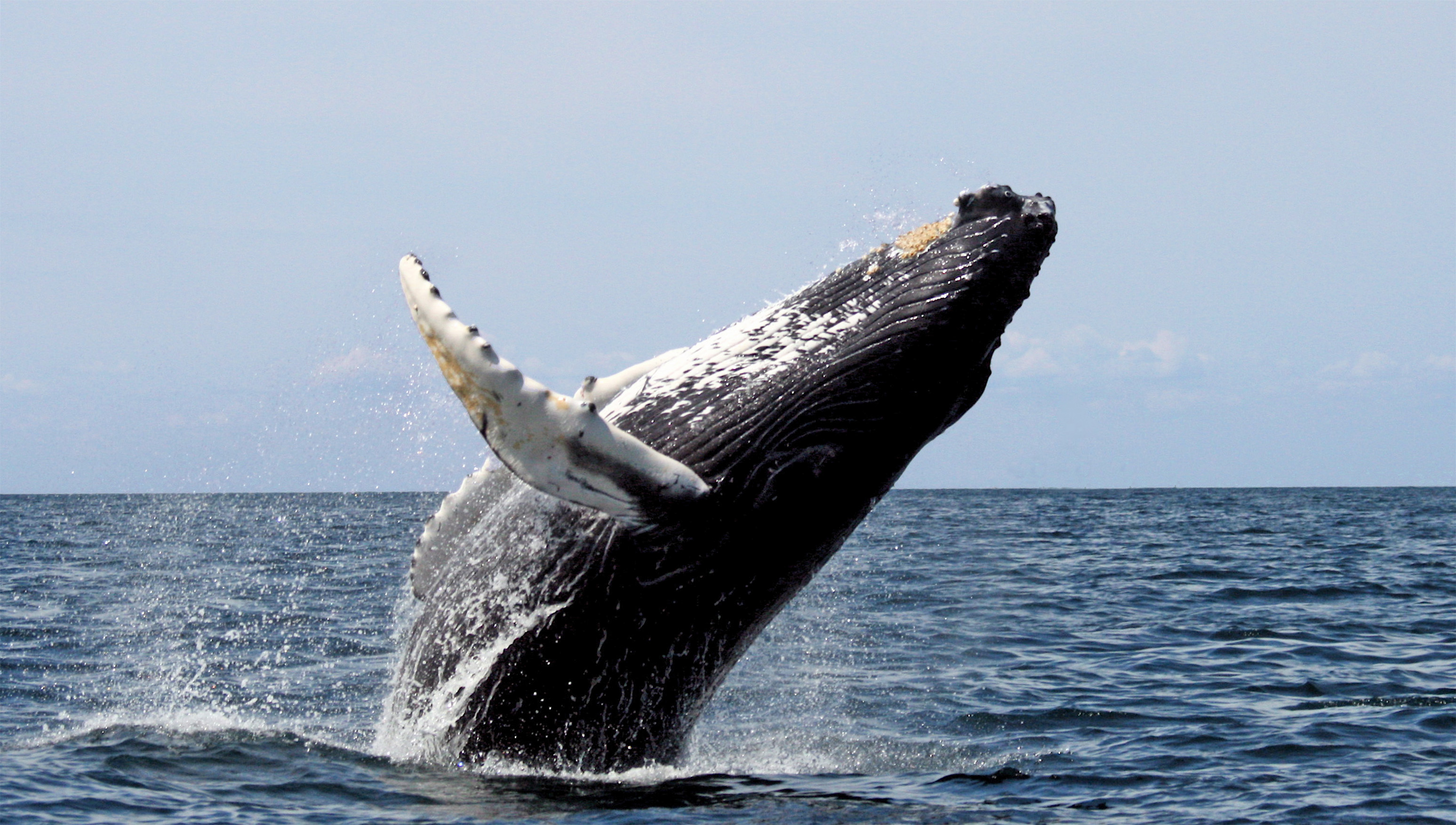Humpback Whale, breaching, Stellwagen Bank National Marine Sanctuary