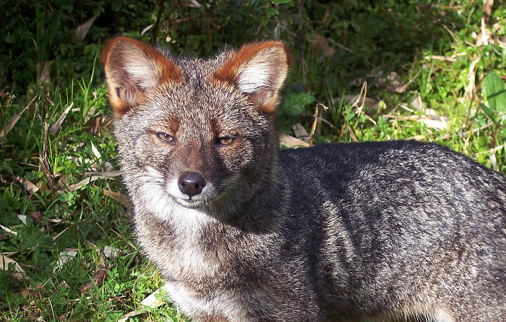 Darwin's fox in Ahuenco, Chiloe Island, Chile