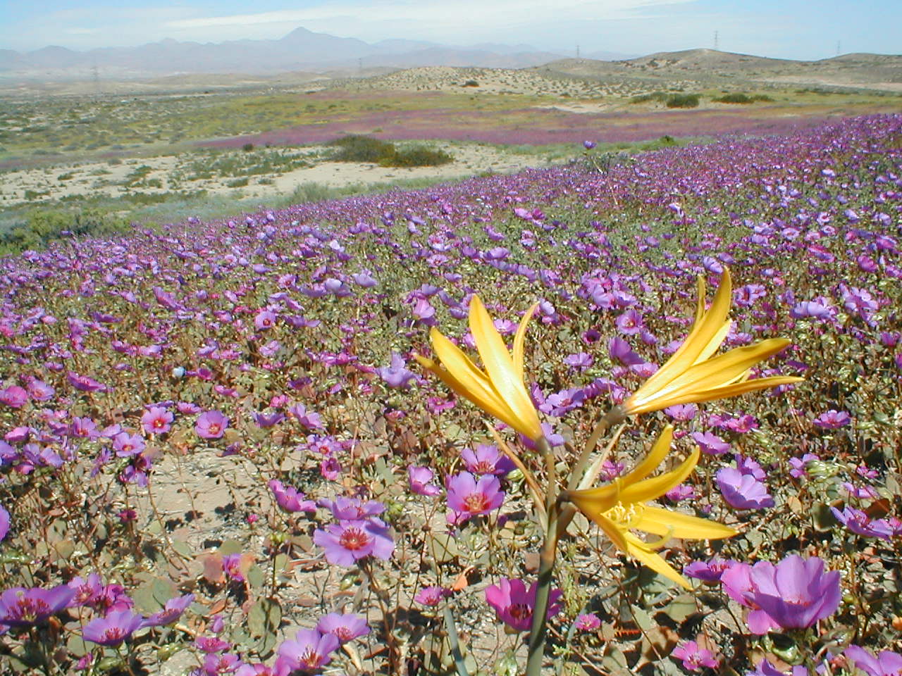 Flowered desert, at the Atacama desert in Chile