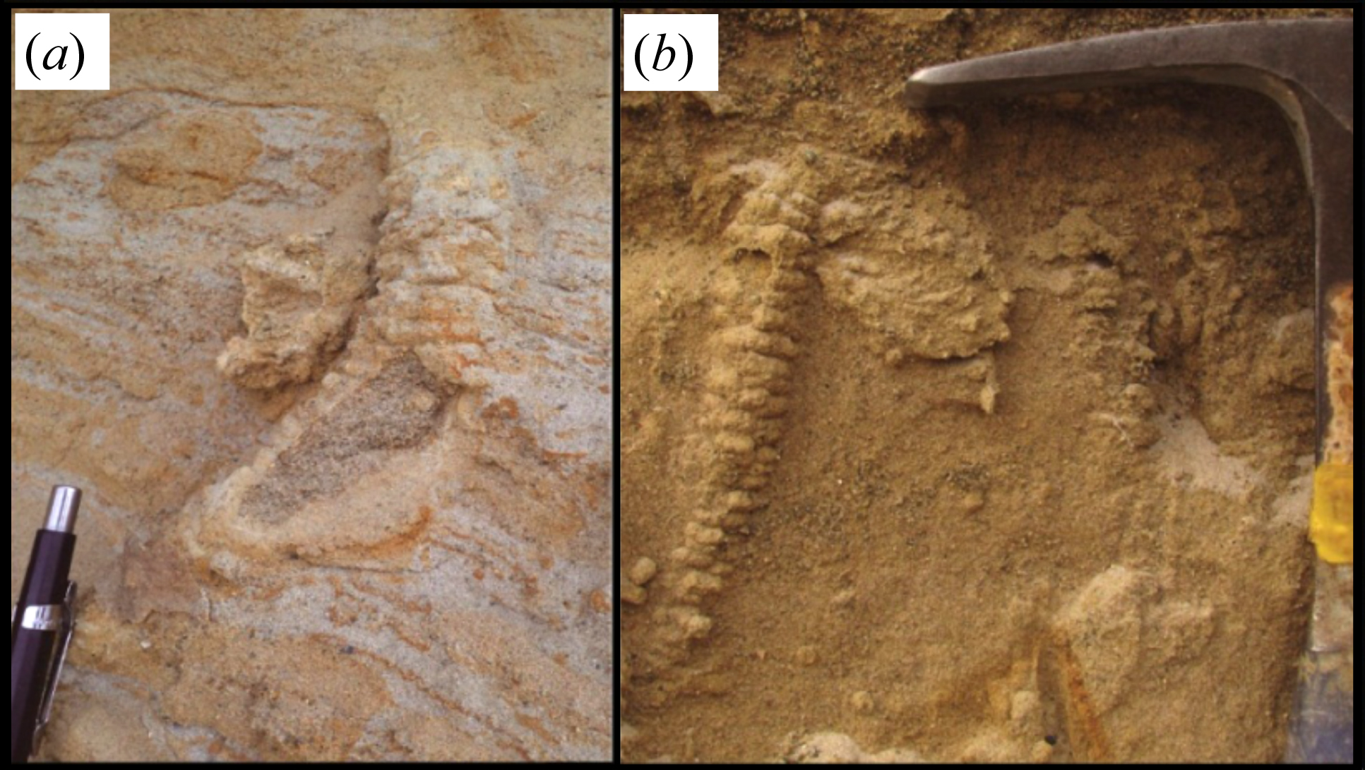 Invertebrate trace fossils from Cerro Ballena. Pen length approximately 10 cm. A-B, Ophiomorpha burrows, whose pellets have been partially removed by erosion.