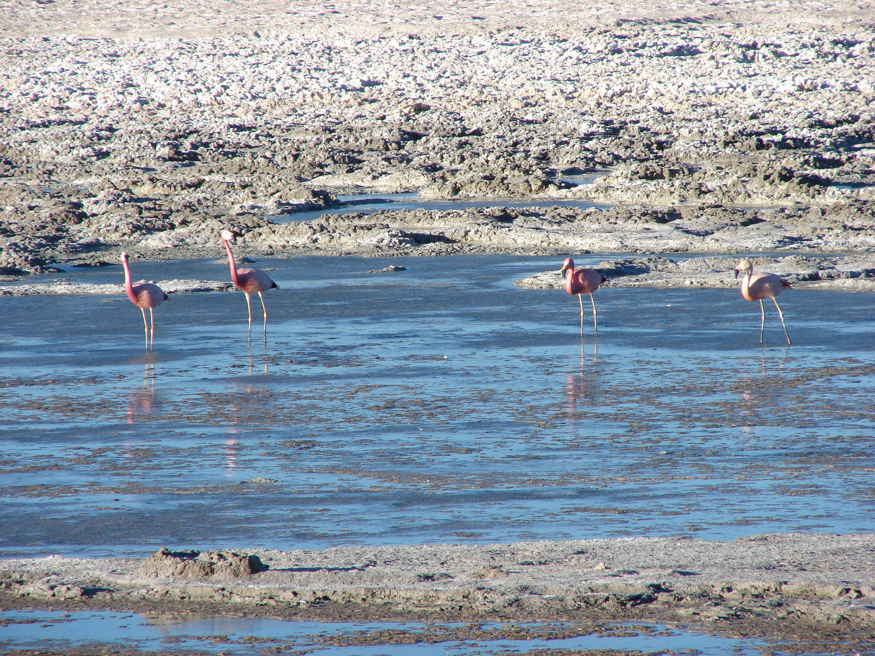 A group of Andean Flamingos in the Salar de Pedernales in the Atacama Region of Chile.