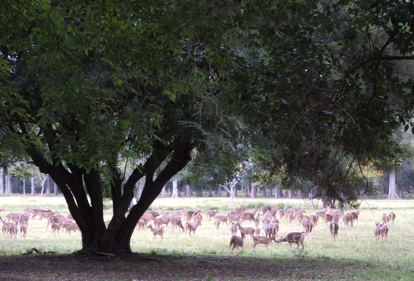 Axis axis deer, Anchorena Park, Colonia, Uruguay