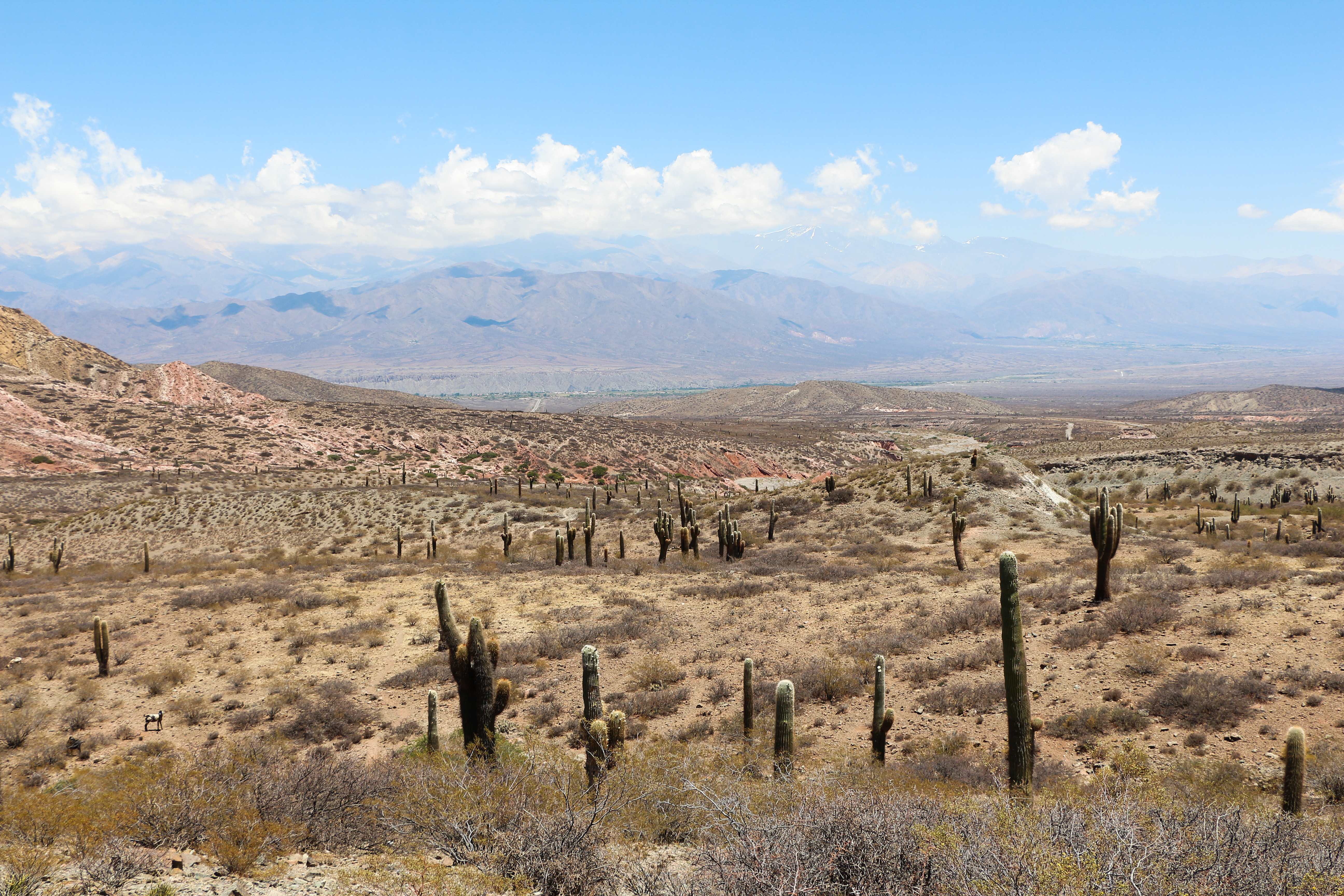 Los Cardones National Park, Argentina