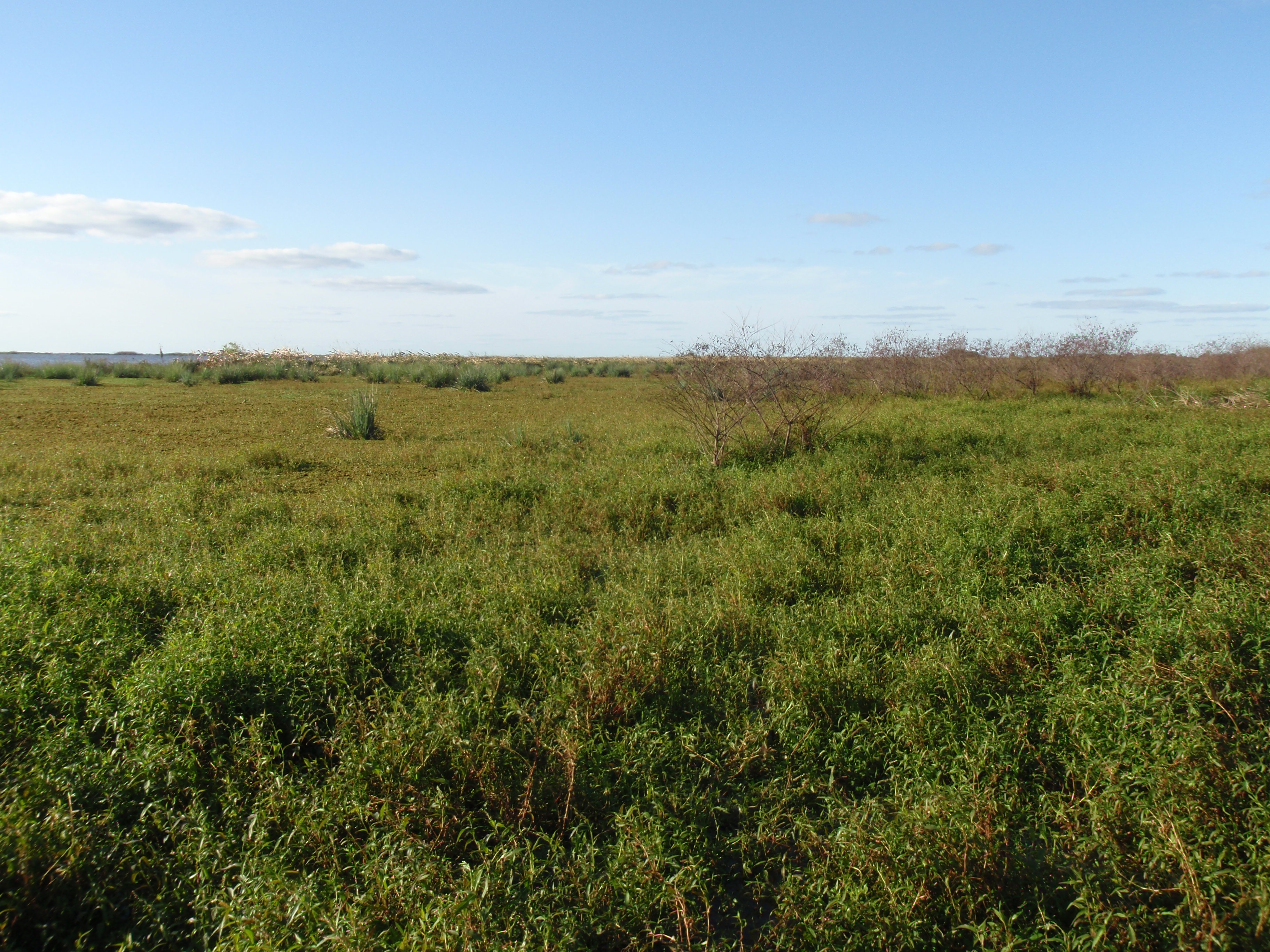 Reserva Nacional Esteros del Ibera, Argentina