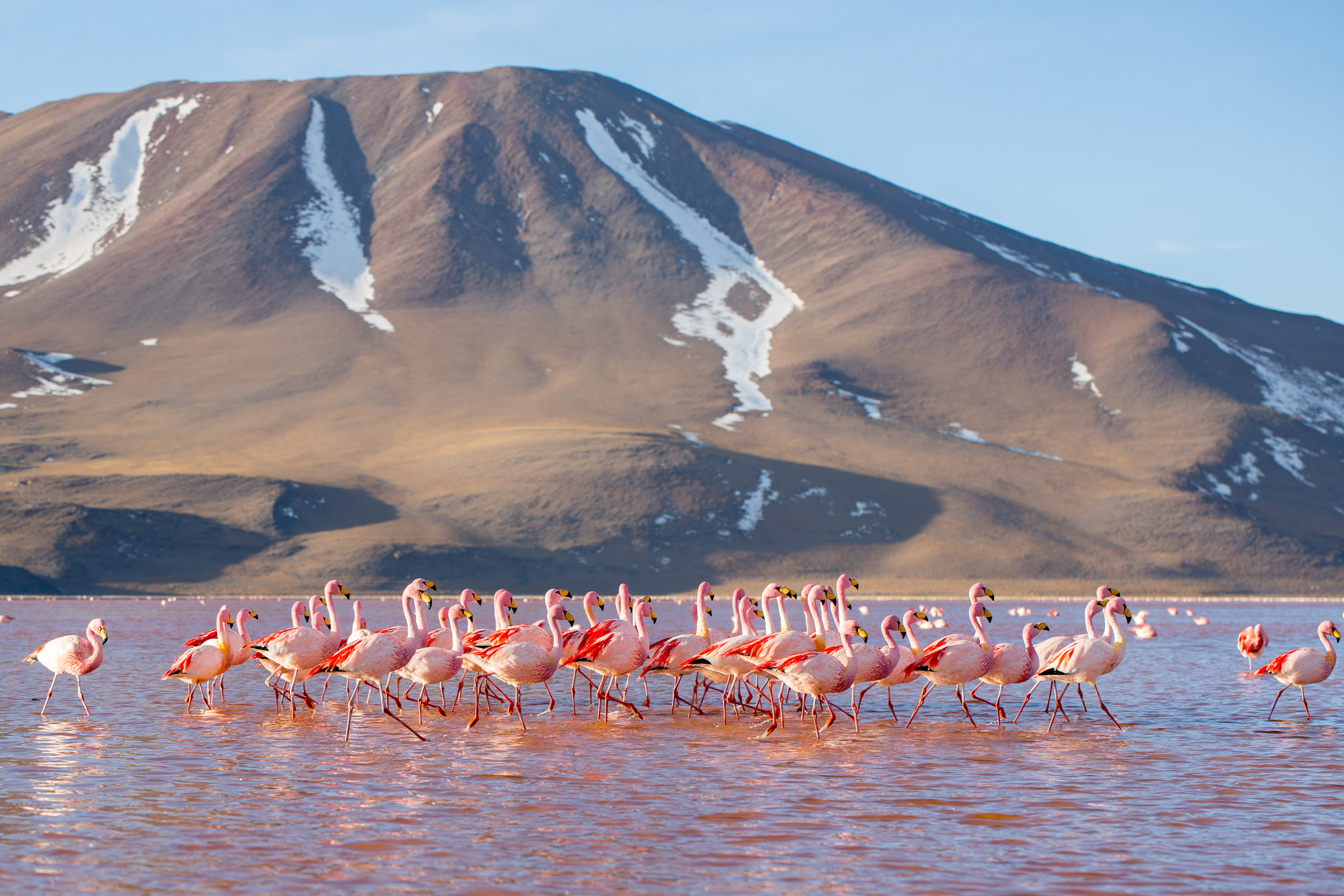 A group of James flamingoes in the Laguna Colorada in southern Bolivia. Volcano in the background.