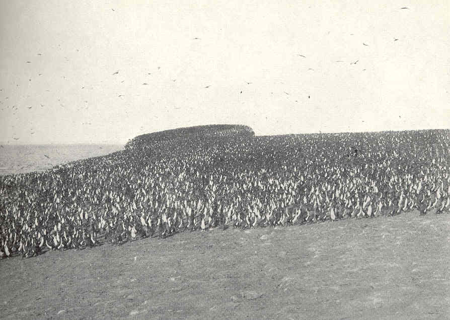 Very small portion of a flock of cormorants on the south island of the Chinchas
Subject: Cormorants--Peru, Chincha Islands (Peru)
Geographic Subject: Peru--Chincha Islands
Tag: Water Birds
