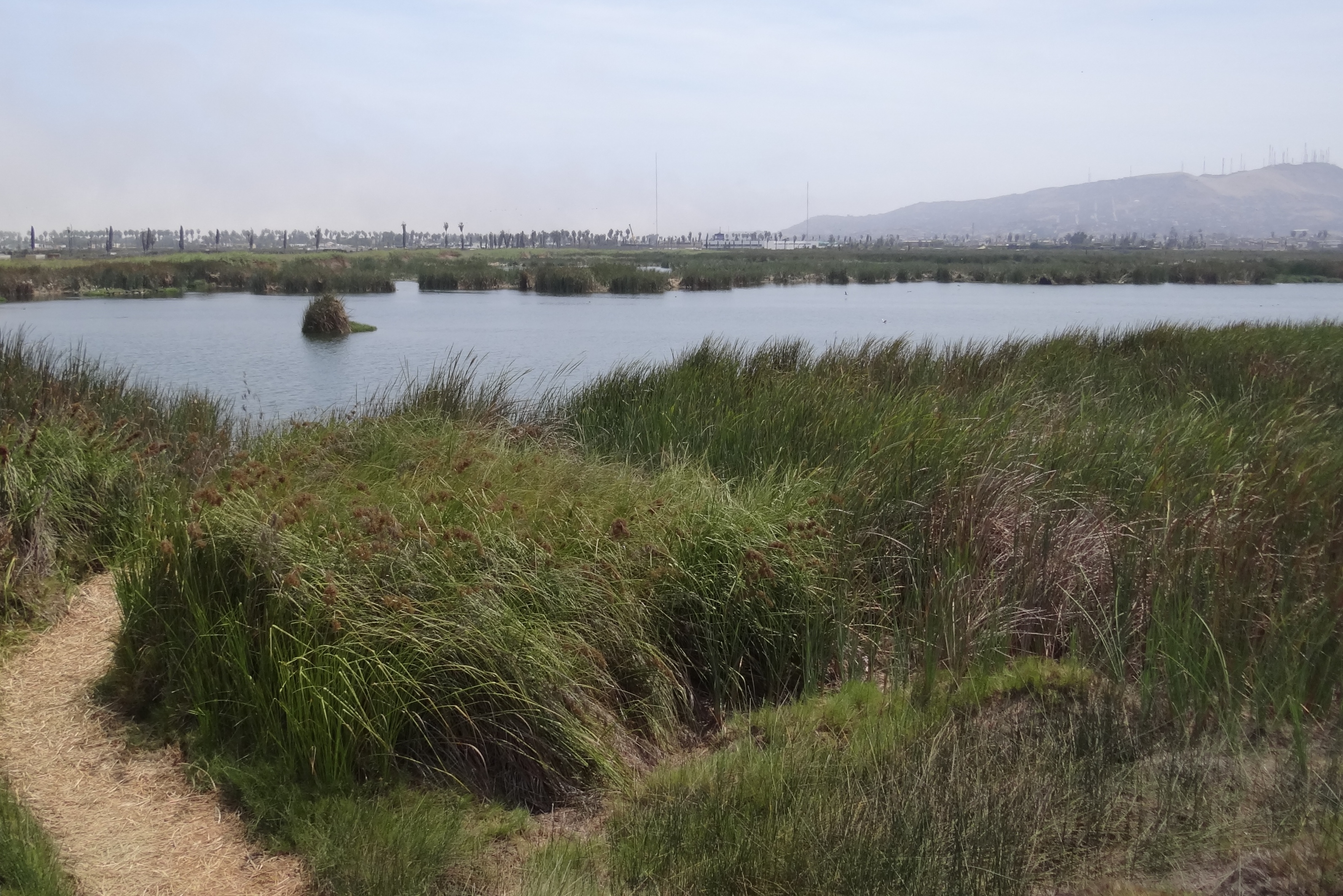 Photograph, taken from a refuge observation tower, of Laguna Principal and surrounding wetlands of the Pantanos de Villa wilelife refuge, Lima, Peru. The hill "Morro Solar" is visible in the upper right.