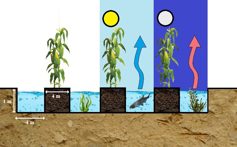 A schematic illustration of Waru Waru cultivation
- with possible sizes
- in the daytime the water in the gutter cools the microclimate

- at night the water gives off heat