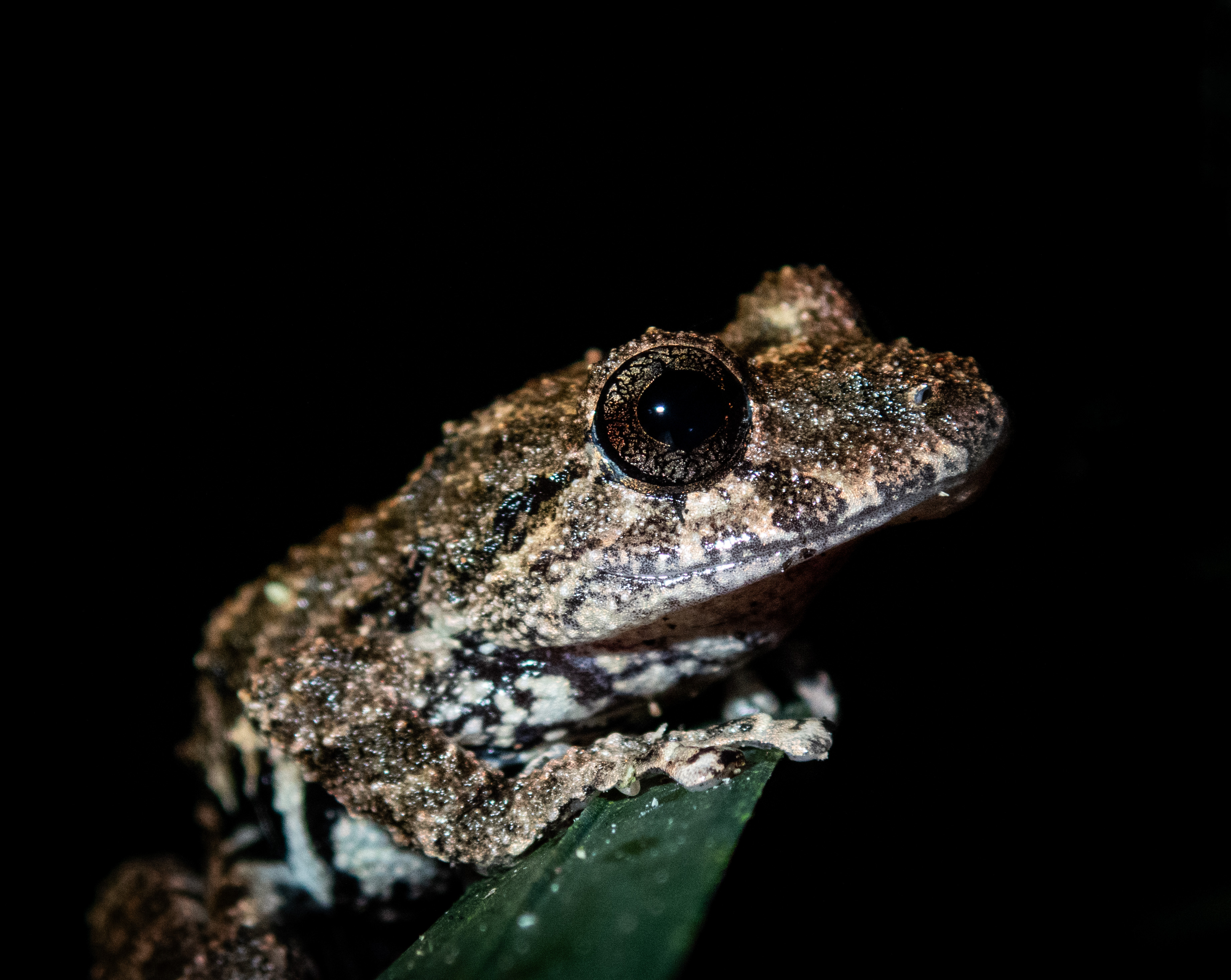 Tree frog on leaf in bamboo forest in Tambopata National Reserve, Madre de Dios region, Peru.