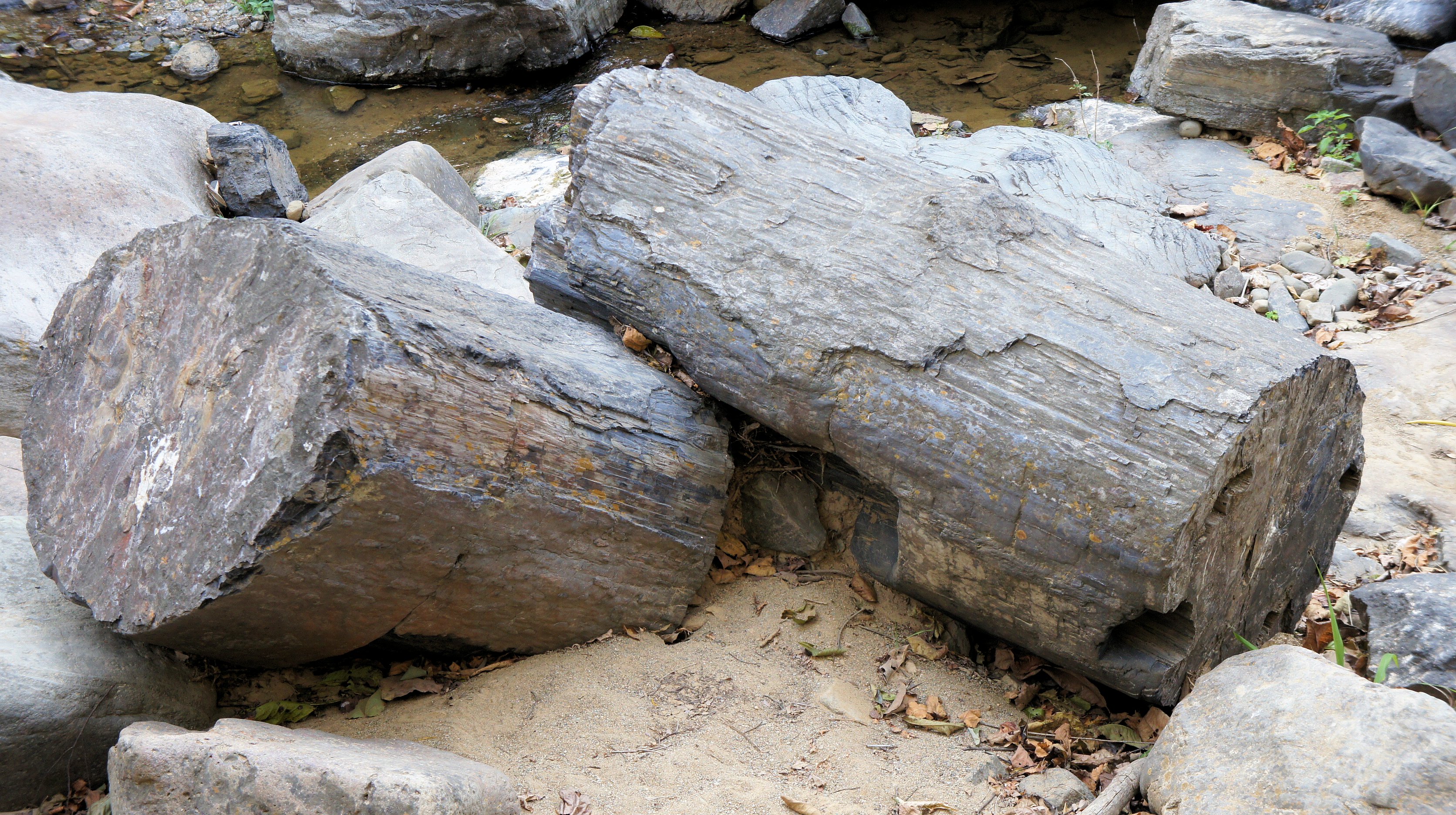 Two fossil trunks in the Bosque Petrificado de Puyango in southern Ecuador.