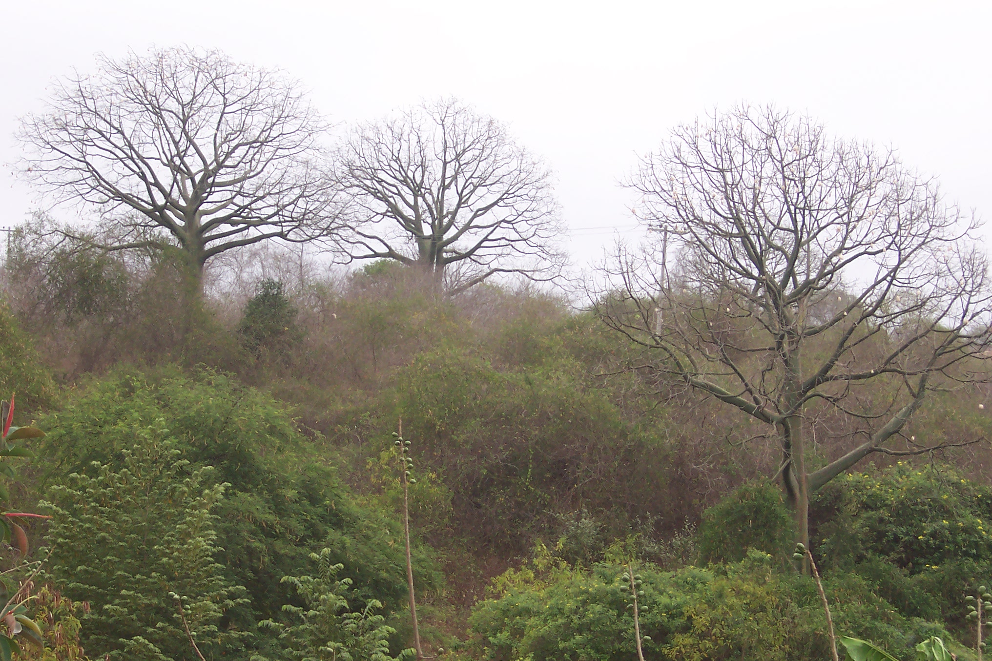 Bosque semiarido en la península de Santa Elena - Ecuador
