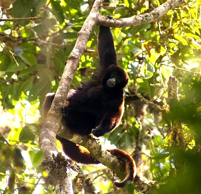 The endangered yellow-tailed woolly monkey (Oreonax flavicauda)
Español:  choro de cola amarilla (Oreonax flavicauda)