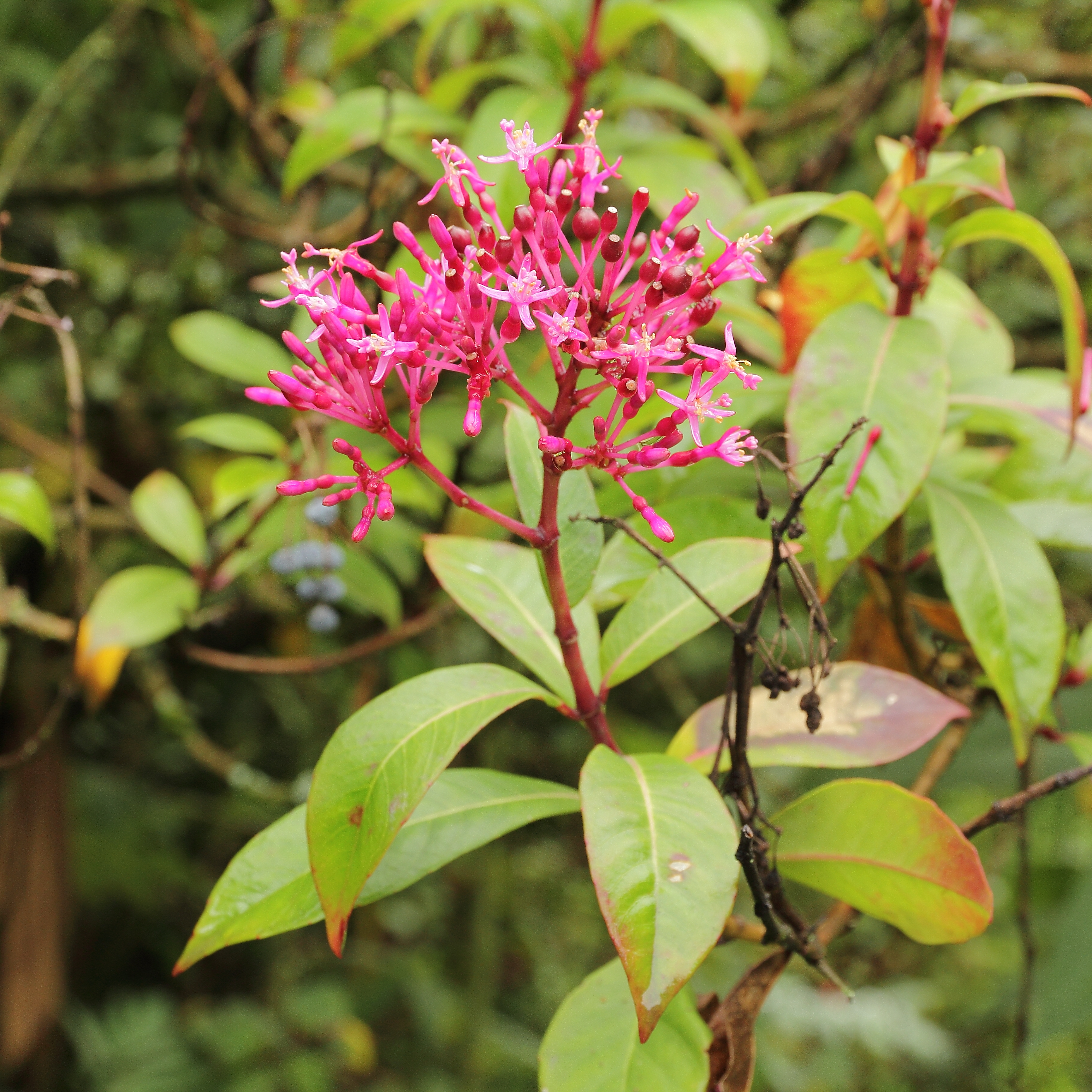 Fuchsia paniculata in Quito Botanical Gardens, Ecuador.