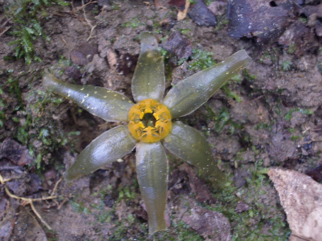 Tiputinia foetida growing on the forest floor at the Tiputini Biodiversity Station, Ecuador (April 2005)