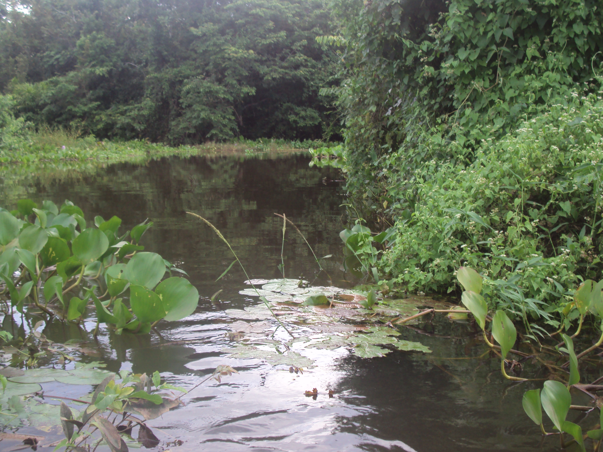 The Cuiabá River, passing through the Pantanal mato-grossense park wetlands.