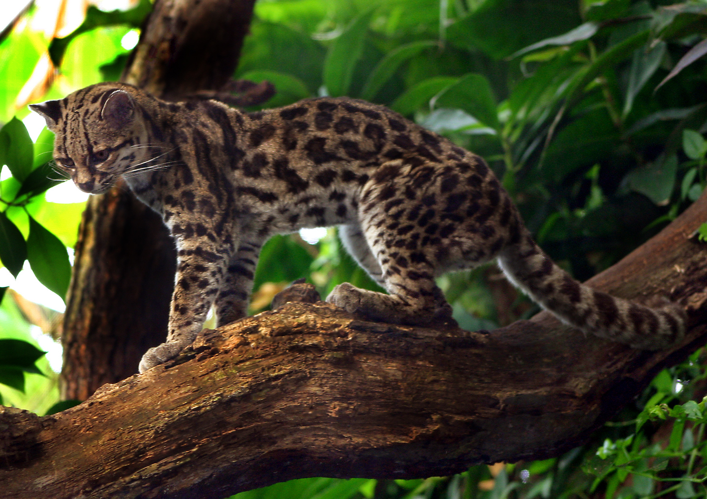 Margay cat (Leopardus wiedii)