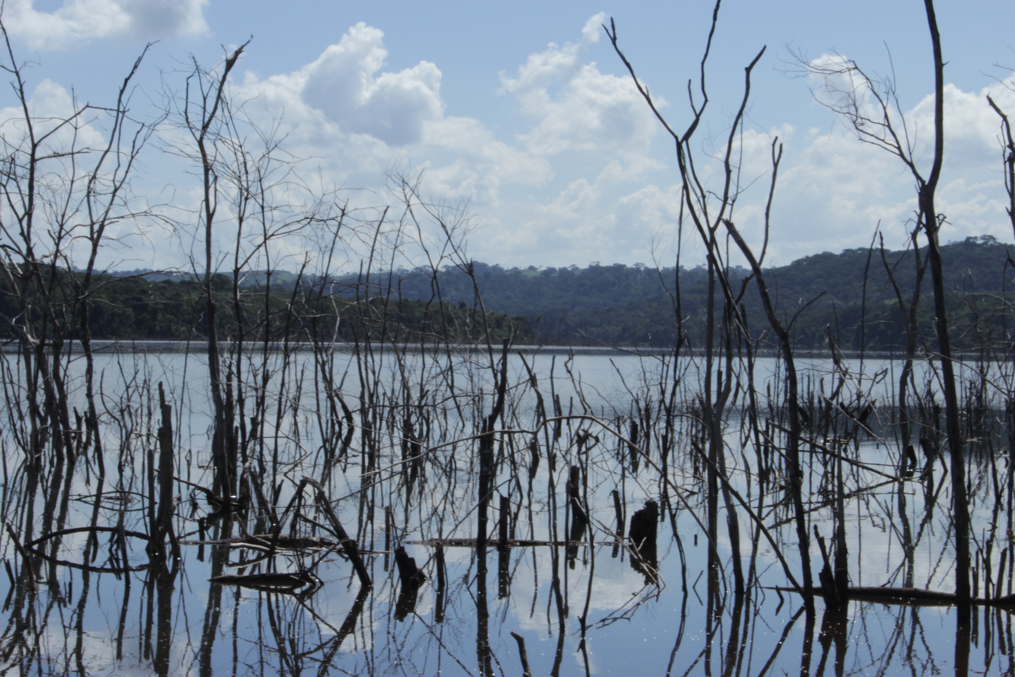 Fotografia de flora e fauna encontradas durante caminhadas no Parque Estadual Altamiro Pacheco