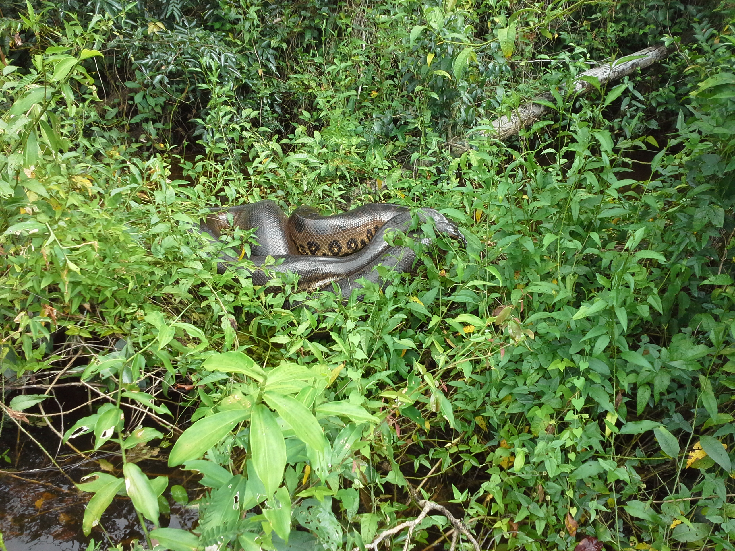 Sucuri-verde da Amazônia, aproximadamente 6 metros, foto tirada na Resex Rio Ouro Preto, Guajará-Mirim, Rondônia.