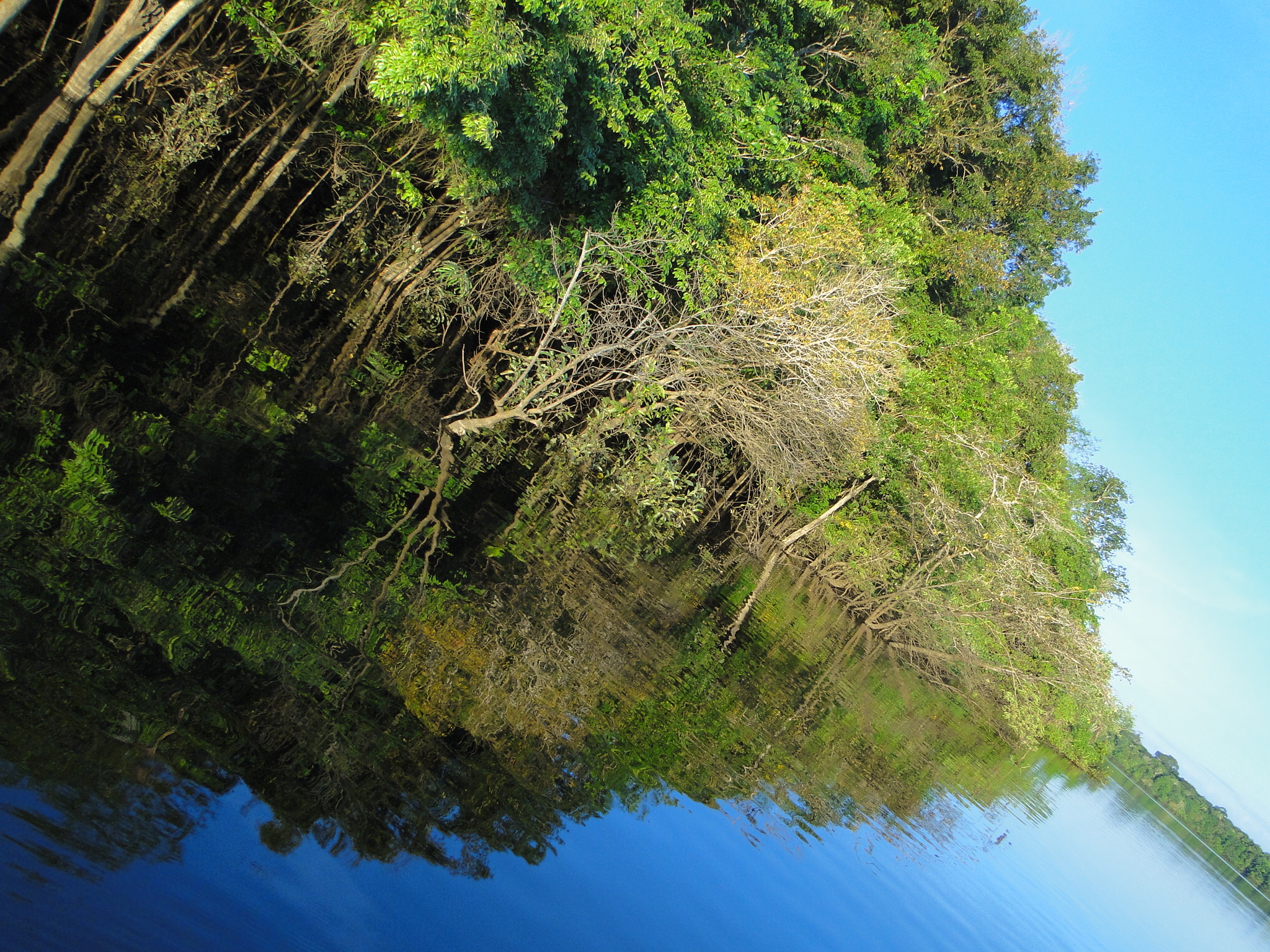 Reserva do Juma, Amazonas.