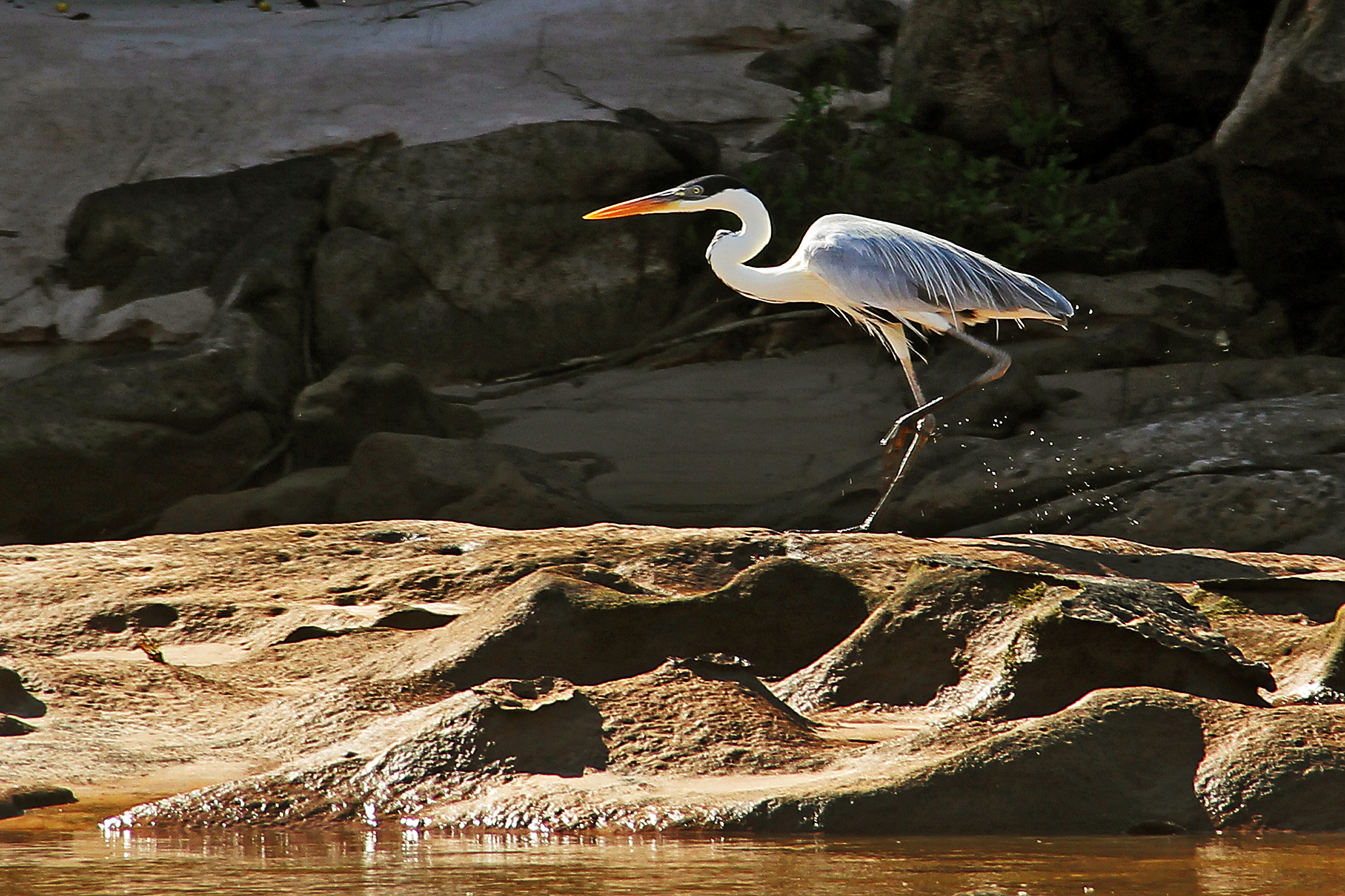 A garça é uma ave ciconiforme que habita áreas próximas a rios, lagos, praias marítimas, manguezais e estuários.Vivem em regiões tropicais e subtropicais de todos os continentes, exceto Antártida.A maioria das espécies de garças possui penas brancas cobrindo todo corpo e pescoço longo.Os bicos grandes das garças podem variar de cor dependendo da espécie,porém, as cores de bicos mais comuns são amarela, marrom e preta.Medem entre 70 e 85 cm de altura.Pesam, em média, de 3 a 5 quilos de acordo com a espécie. Alimenta-se basicamente de peixes, pequenos anfíbios, crustáceos e outras espécies de animais aquáticos de pequeno porte
O rio Araguaia nasce no município de Mineiros no sudoeste do estado de Goiás e forma a divisa natural entre Goiás, Mato Grosso, Tocantins e Pará.  Compreende uma das principais bacias hidrográficas do centro-oeste, a bacia hidrográfica Araguaia-Tocantins. O rio conta com uma extensão total de 2.114 km. Em seu percurso seus meandros delimitam juntamente como os do Rio Javaés, a maior ilha fluvial do mundo, a Ilha do Bananal, onde encontram localizados o Parque Nacional do Araguaia e o Parque Indígena do Araguaia.

.