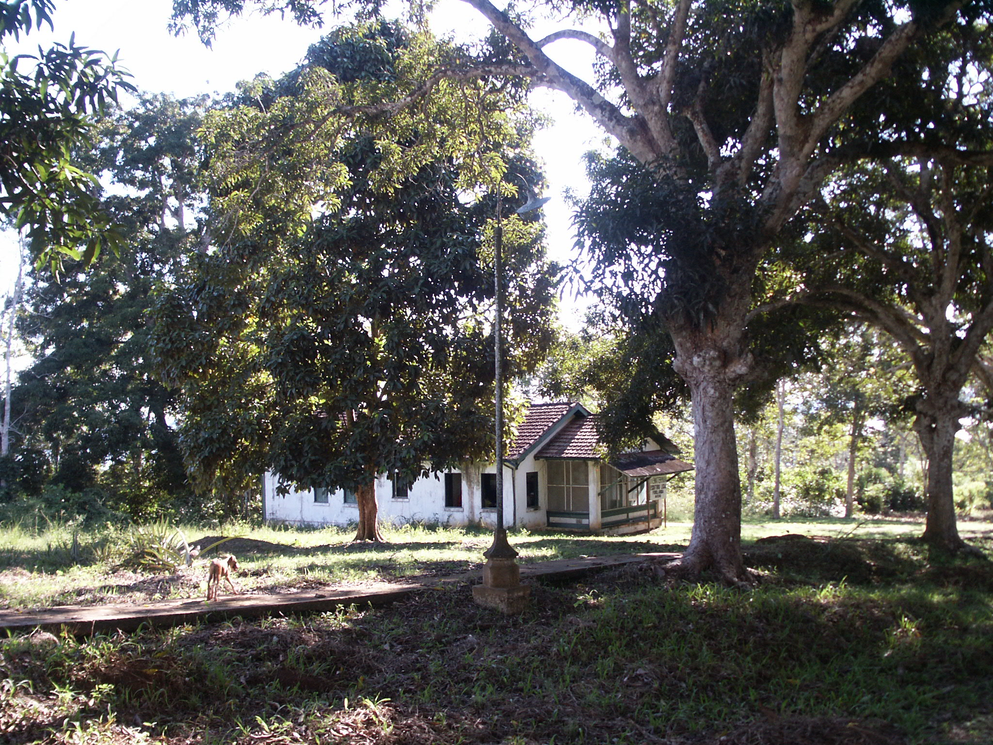 Vestiges de Fordlândia -Escritorio Local et allée de manguiers- août 2005