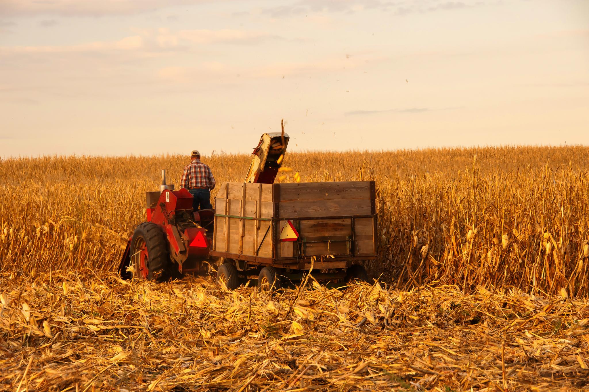 A farmer using an old school IHC corn picker and trailer, Story County, Iowa, USA.