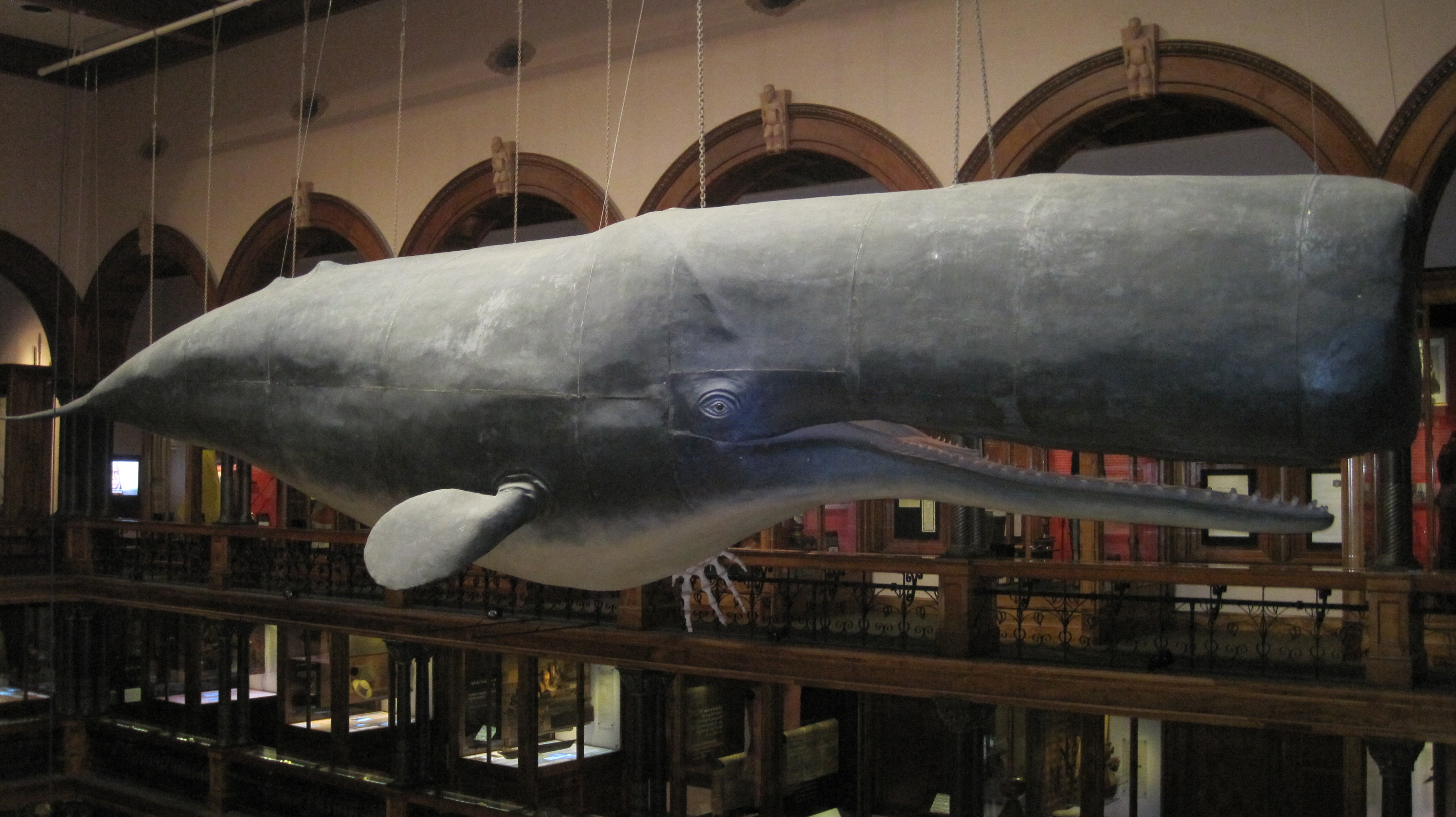 Model of sperm whale, Bernice P. Bishop Museum, Honolulu, Hawaii