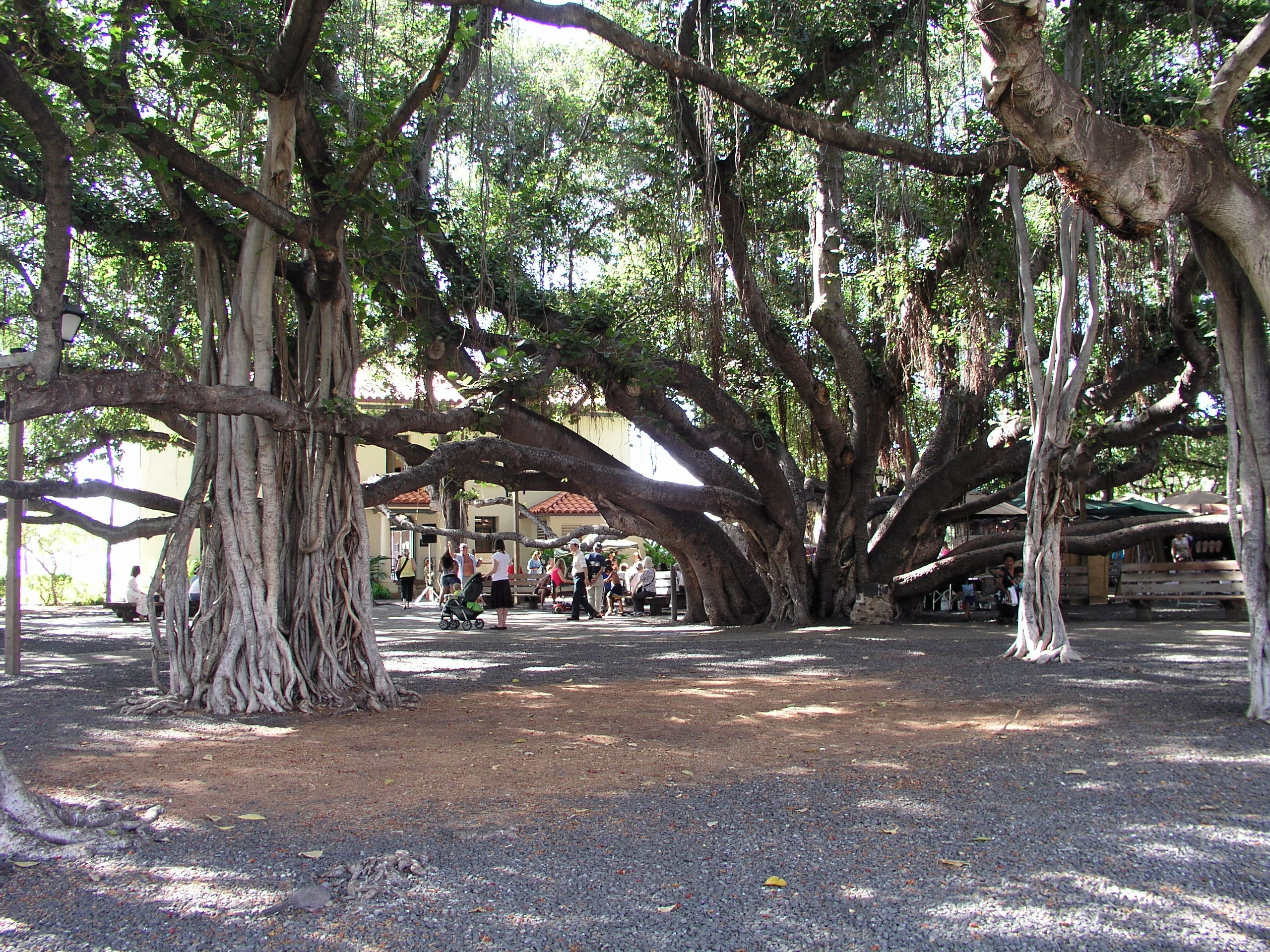 A banyan tree (Ficus benghalensis ) in Banyan Tree Park - Lahaina, Hawaii.