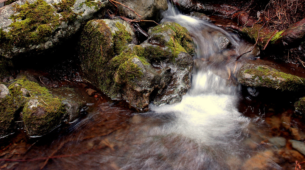 In Hosmer's Grove.  The best part of the stream is beyond the fence labeled with this sign.