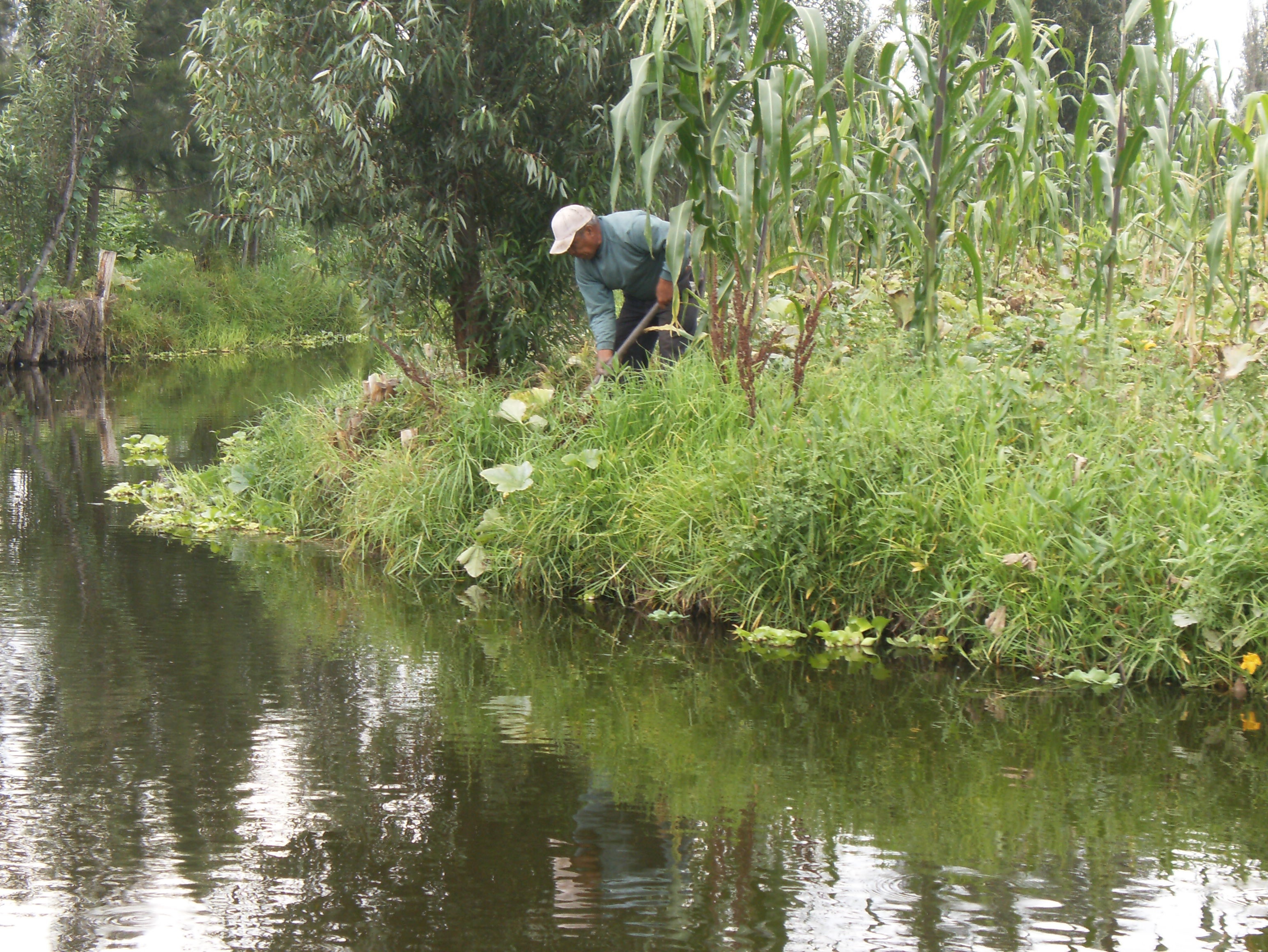 One of the remaining Chinampas (farm island) — in Xochimilco.