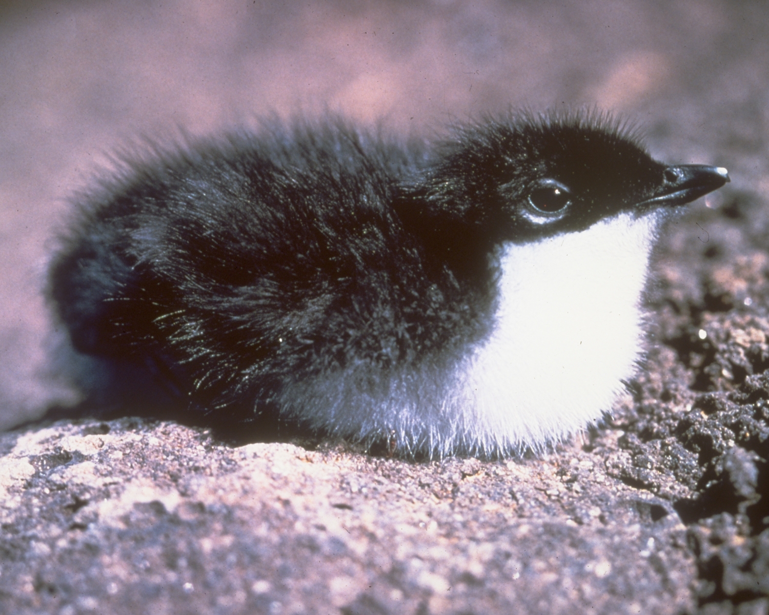 Santa Barbara Island hosts the largest breeding population of Xantus' murrelets in the United States. The tiny chicks leave their steep hillside nests when only 48 hours old and tumble down into the crashing surf.