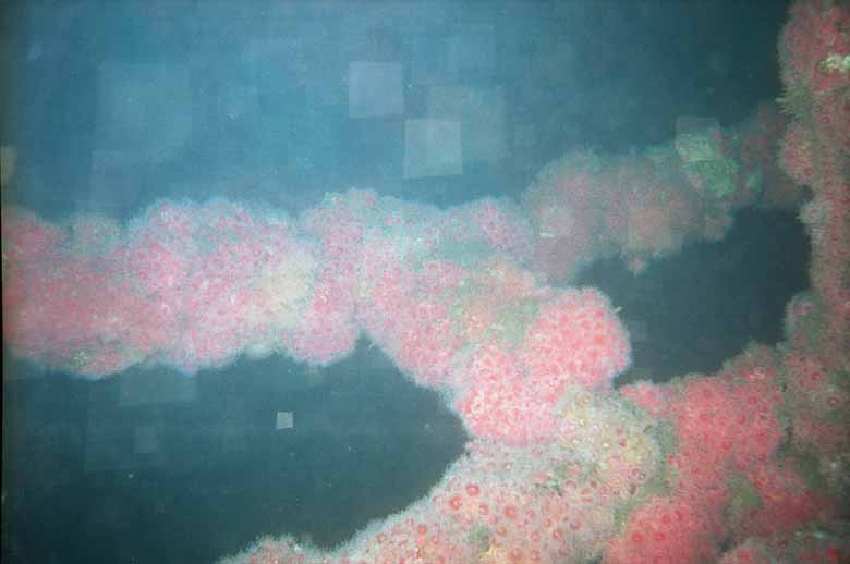 NOS Tower - Wreck Alley, San Diego, CA - Tower covered in Strawberry Anemones