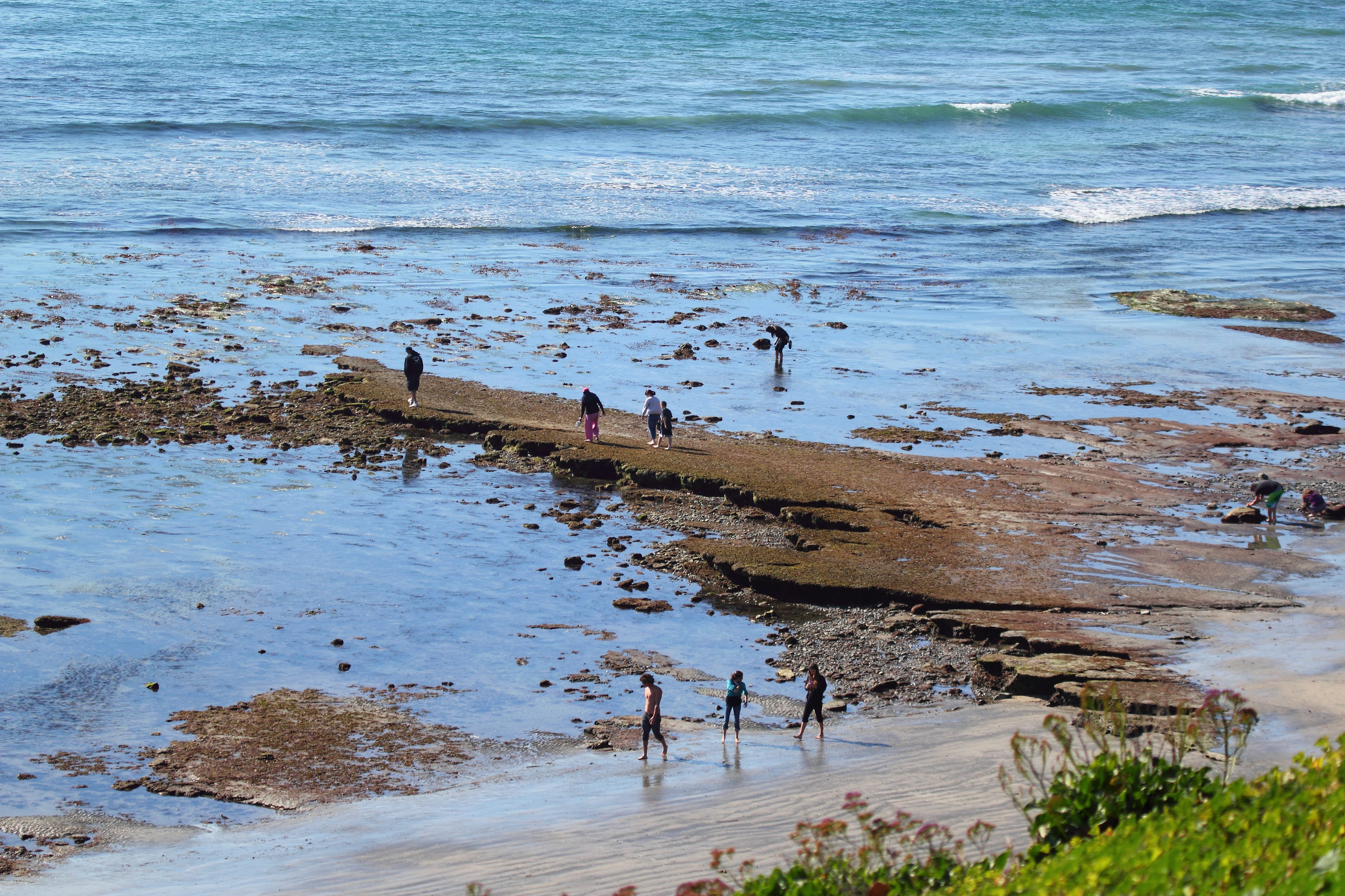 The partially-exposed reef at Swami's Beach during low tide, in Encinitas, San Diego County,  California.  
Tourists explore the tide pools containing various wildlife.