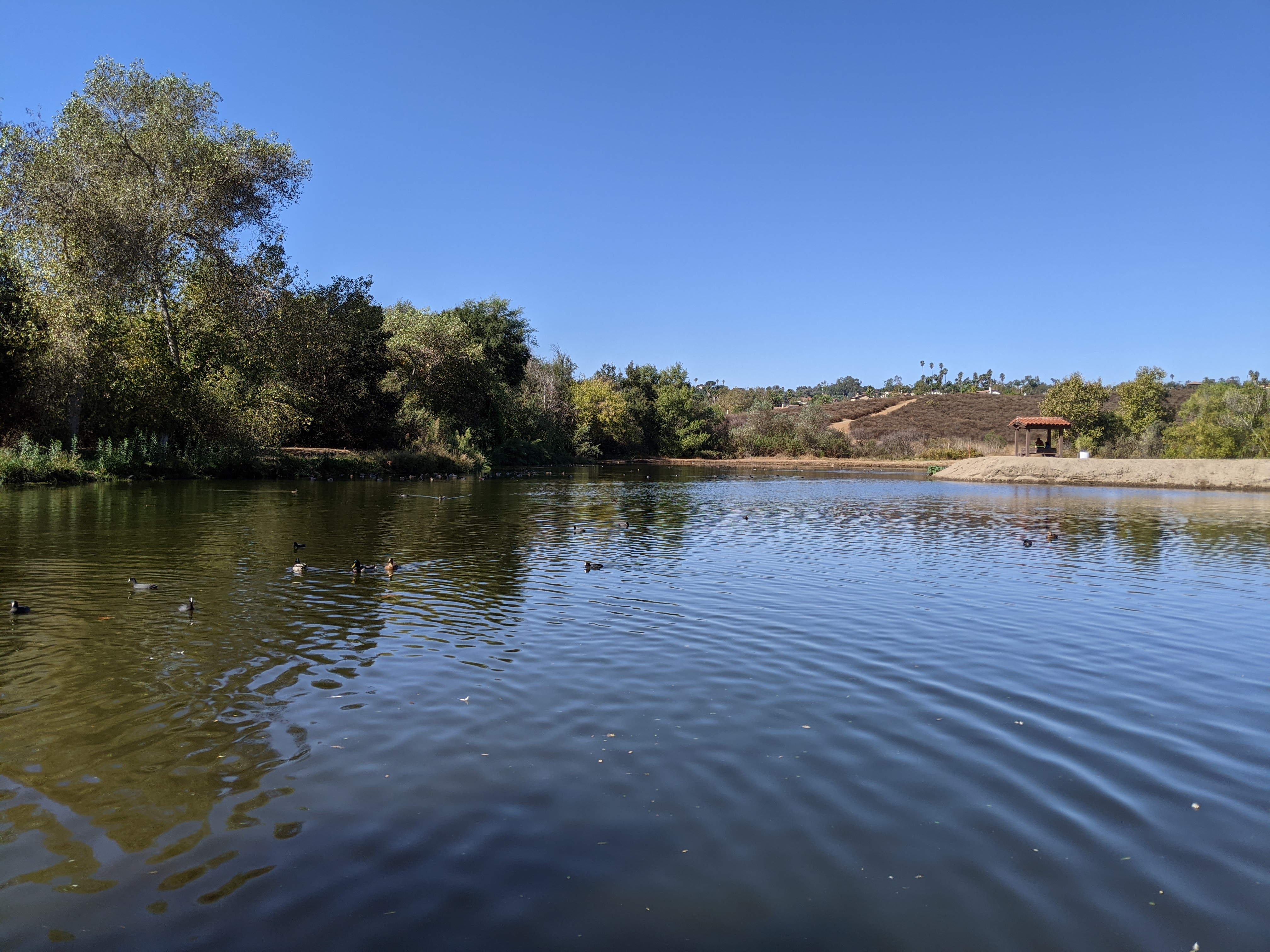 Duck Lake at Kit Carson Park, Escondido, CA