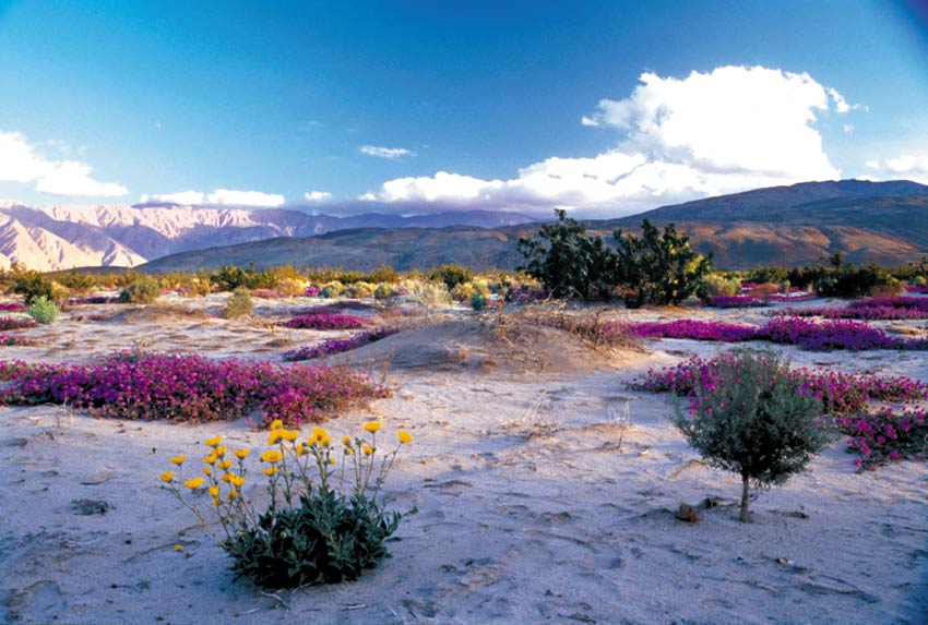 Fish Creek Mountains Wilderness.jpg