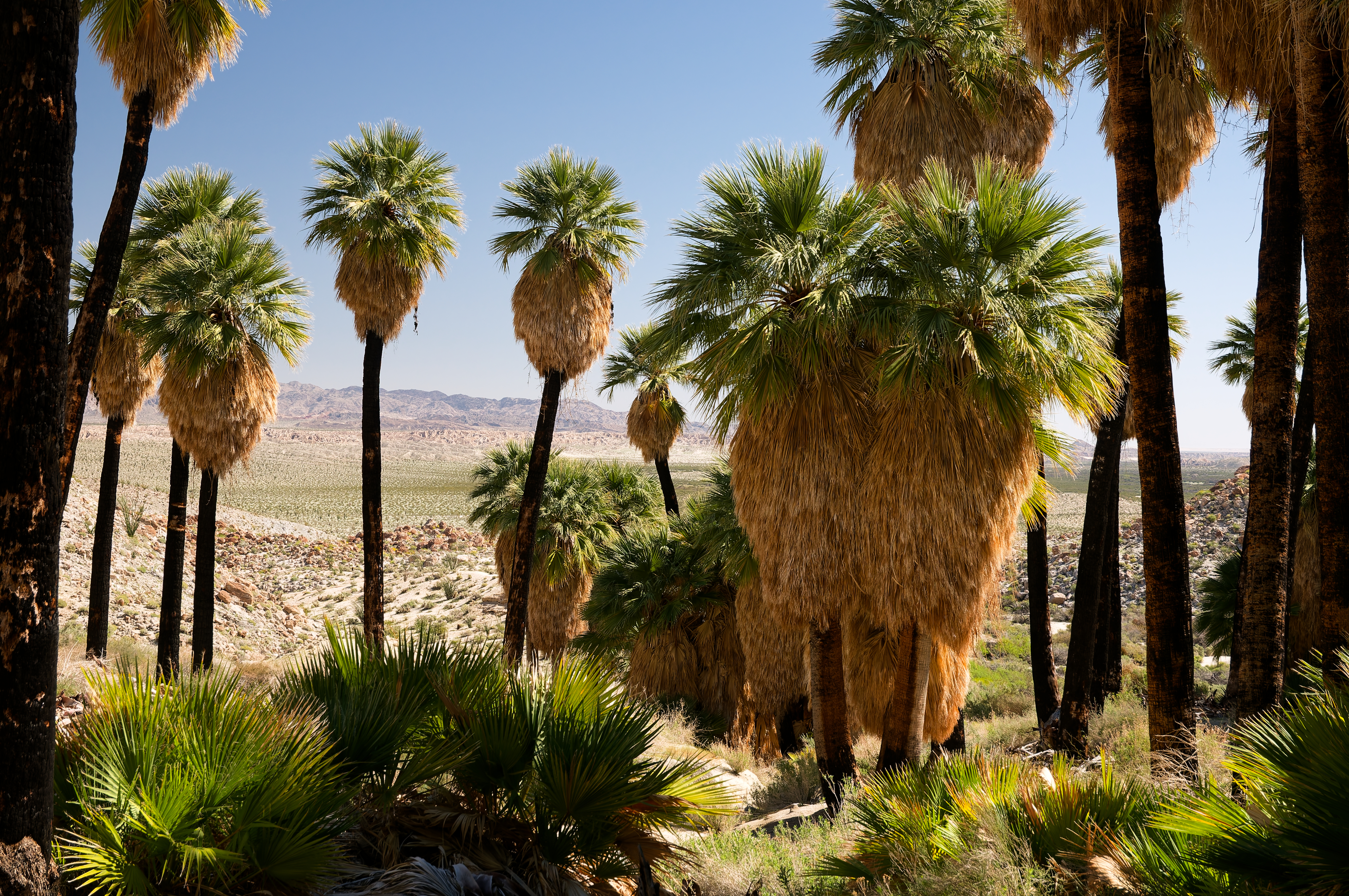 Mountain Palm Springs, Anza-Borrego Desert State Park, California, USA