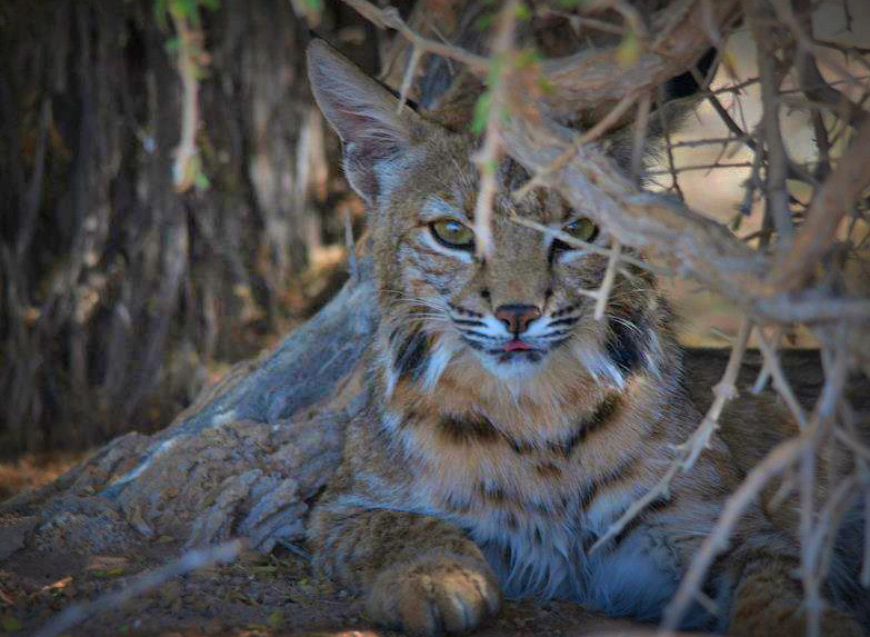 These photos are taken in the evening very close to the Sonny Bono National Wildlife Refuge visitor center.  (Photo by Mark Stewart/USFWS)

From the photographer: "We have a lot of cover, a small pond and lots of rabbits. We have at least one family of Bobcats and I am expecting to see their kittens soon. They are used to people, but I use a 500 mm lens so as not to interfere with their normal activities." -- Mark Stewart