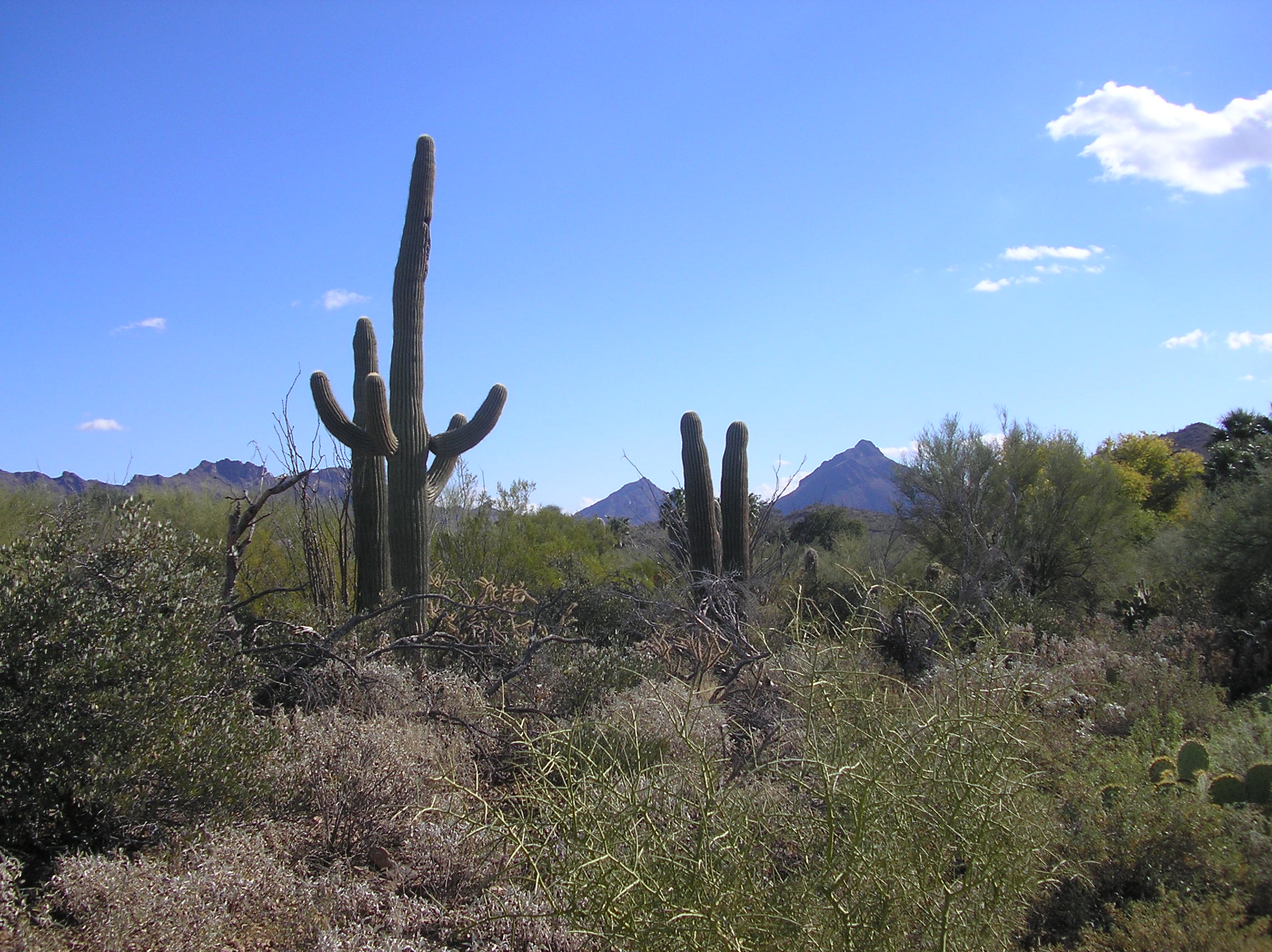 taken at the Arizona-Sonora Desert Museum
