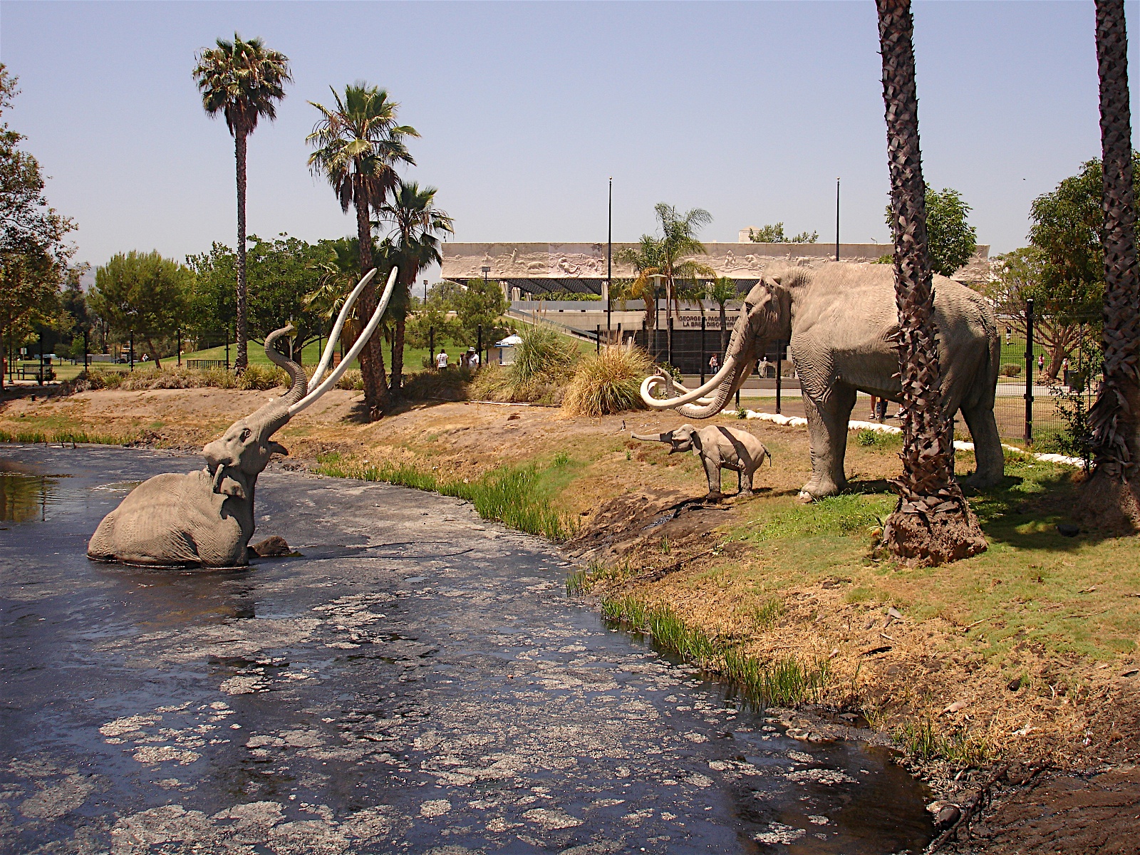 La Brea Tar Pits, Mammoths in the Tar Pits