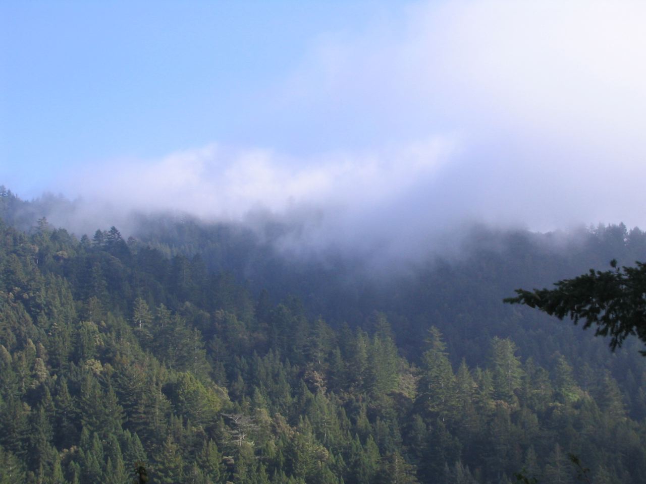 Vista at Purisima Creek Open Space Preserve, of the Santa Cruz Mountains.
California mixed evergreen forest habitat, located near Woodside, in San Mateo County, California.