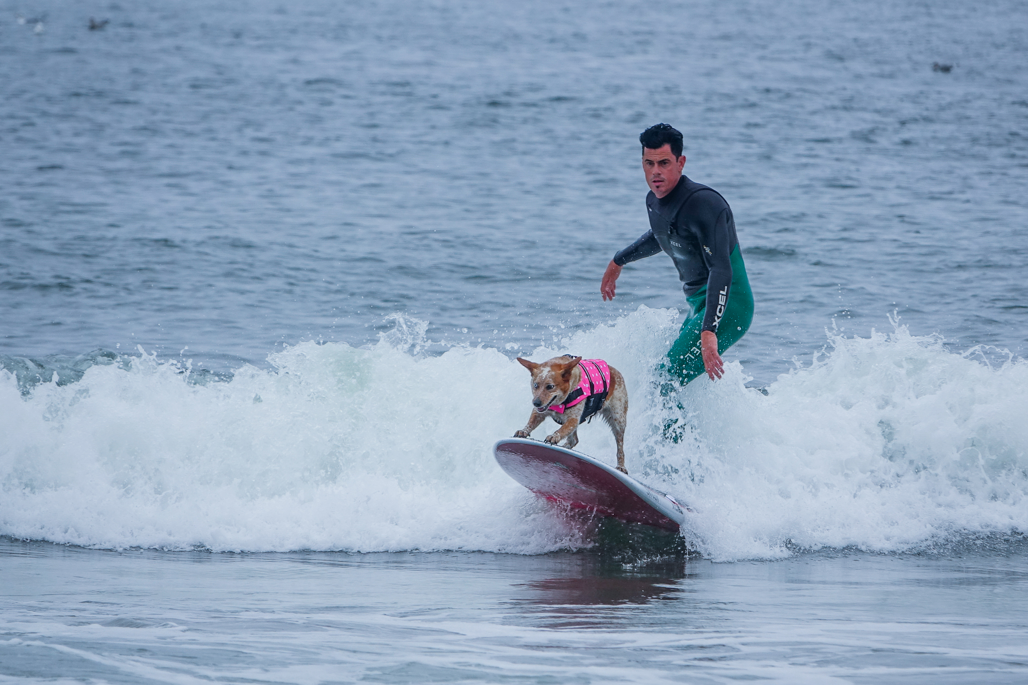 2016 World Dog-Surfing Championship