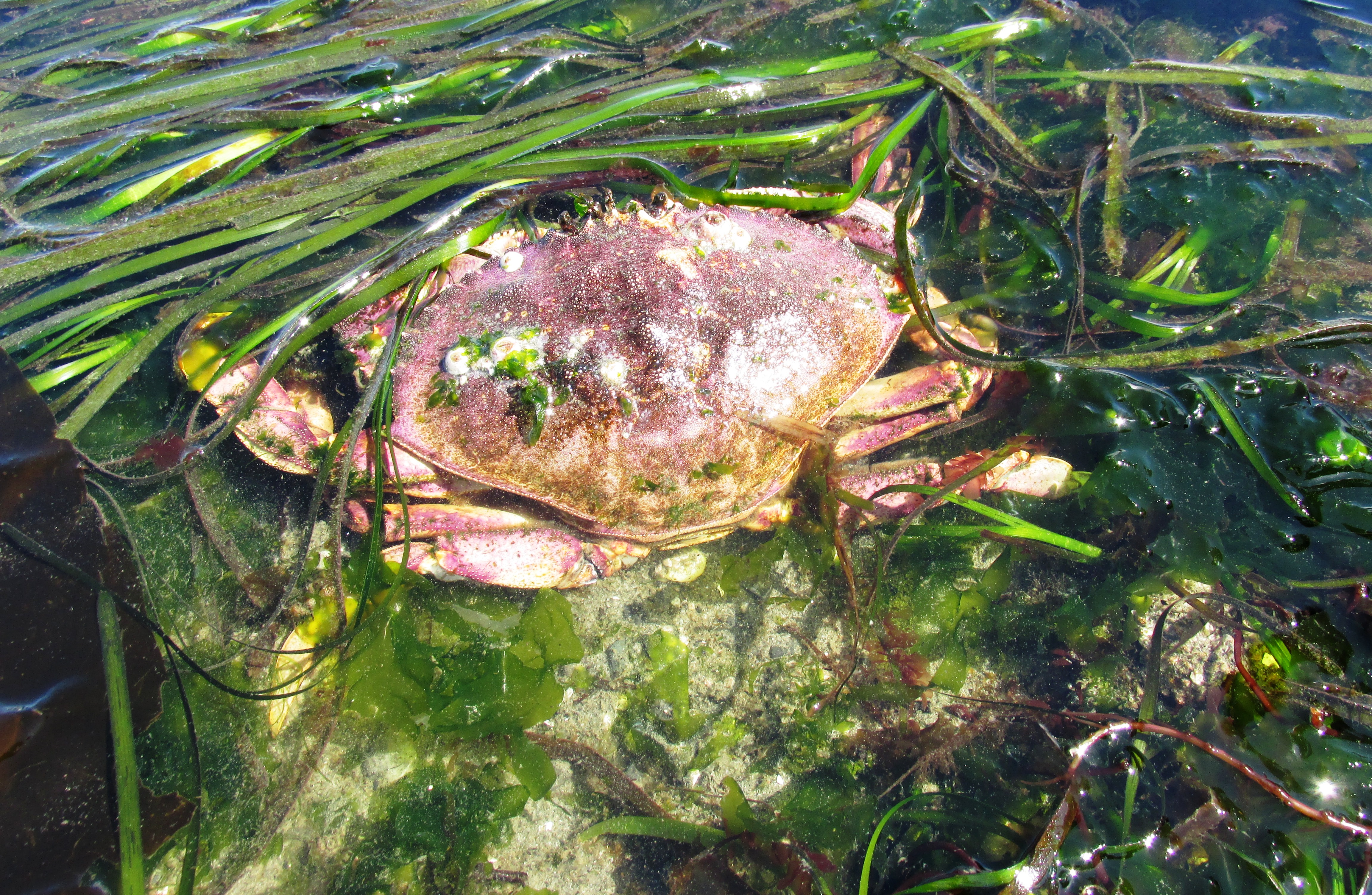 Dungeness Crab
Cancer magister
Moving through Eelgrass
Seen at intertidal zone of Golden Gardens Park, Seattle Washington during -3.6 foot low tide

sea20160606 117
