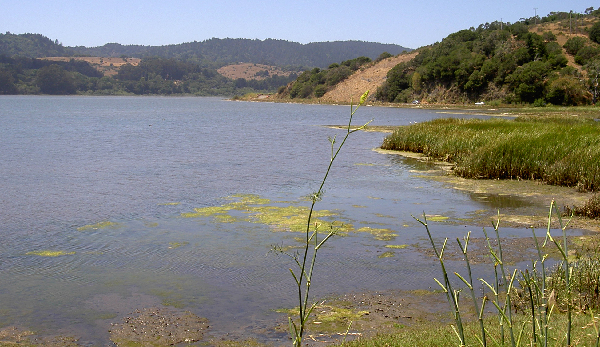 north end of Bolinas Lagoon, looking northwest from California State Route 1 near Audubon Canyon. Cars are traveling on SR1