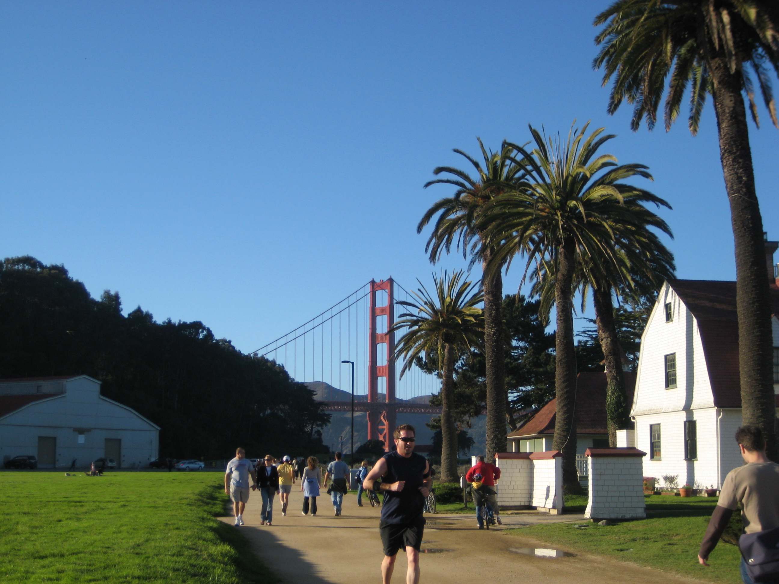 Crissy Field — with Canary Island date palms (Phoenix canariensis) and Golden Gate Bridge tower.
In the Presidio of San Francisco, California.