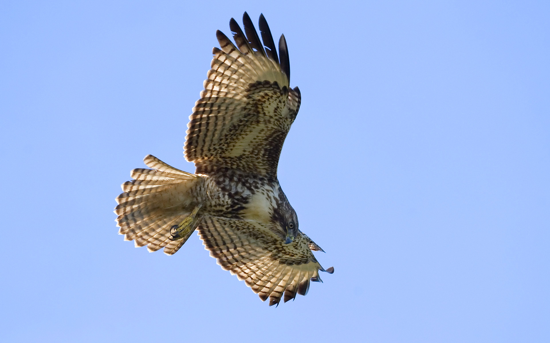 Red-tailed Hawk Juvenile at the Golden Gate Raptor Observatory, Marin Headlands