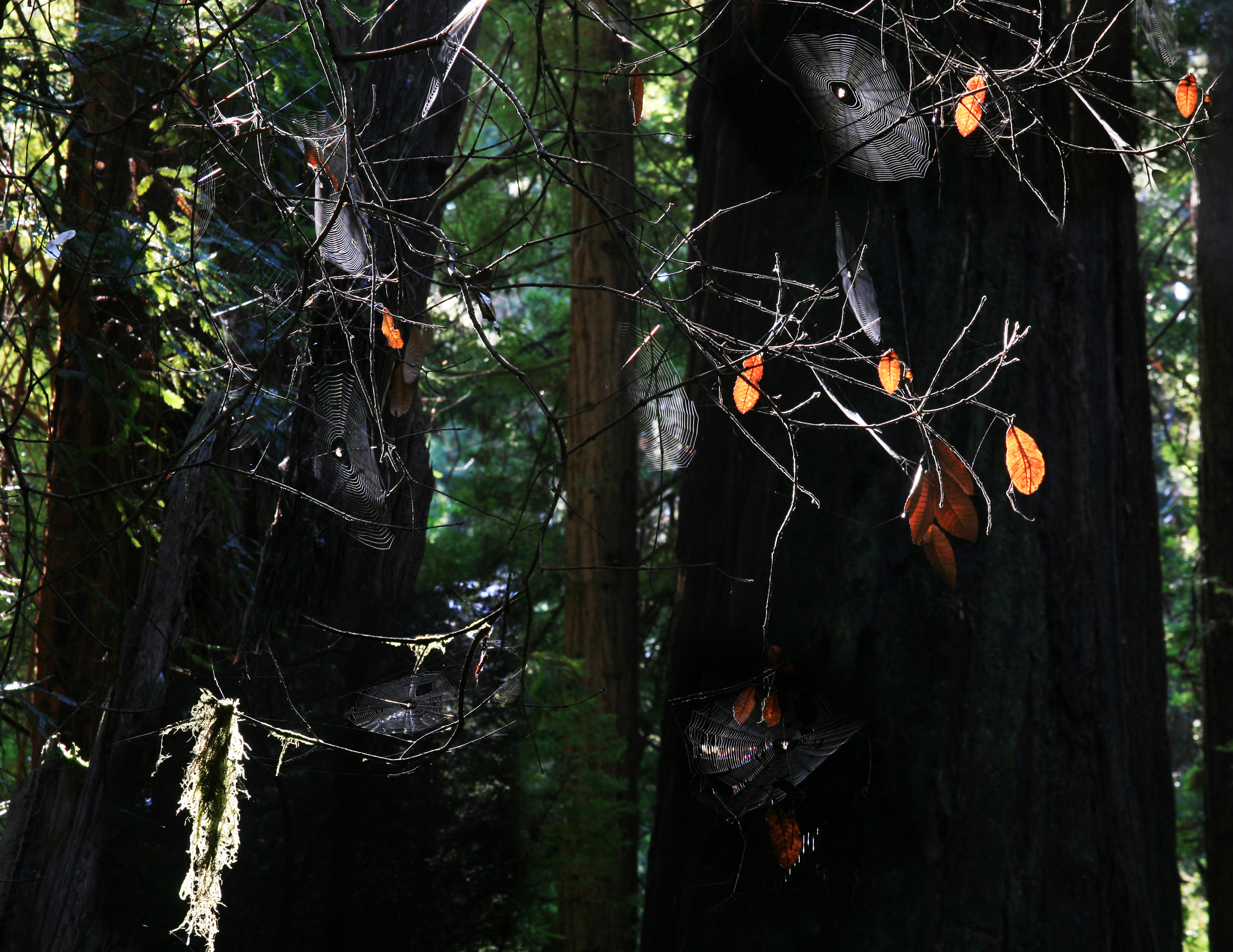 Spider webs in Muir Woods