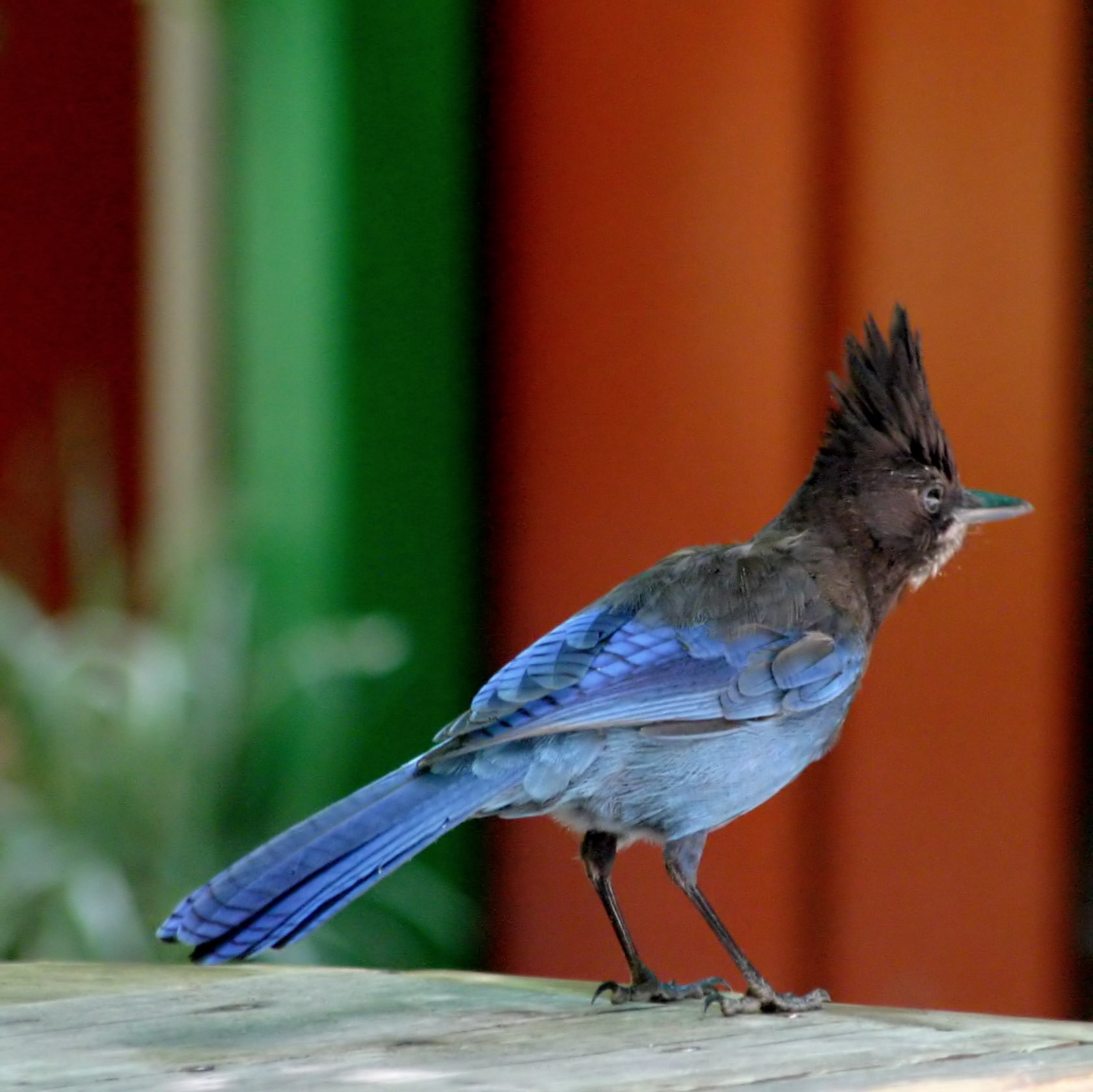 Steller's Jay Cyanocitta stelleri, at Mystery Spot, Santa Cruz Mountains, Santa Cruz, California.