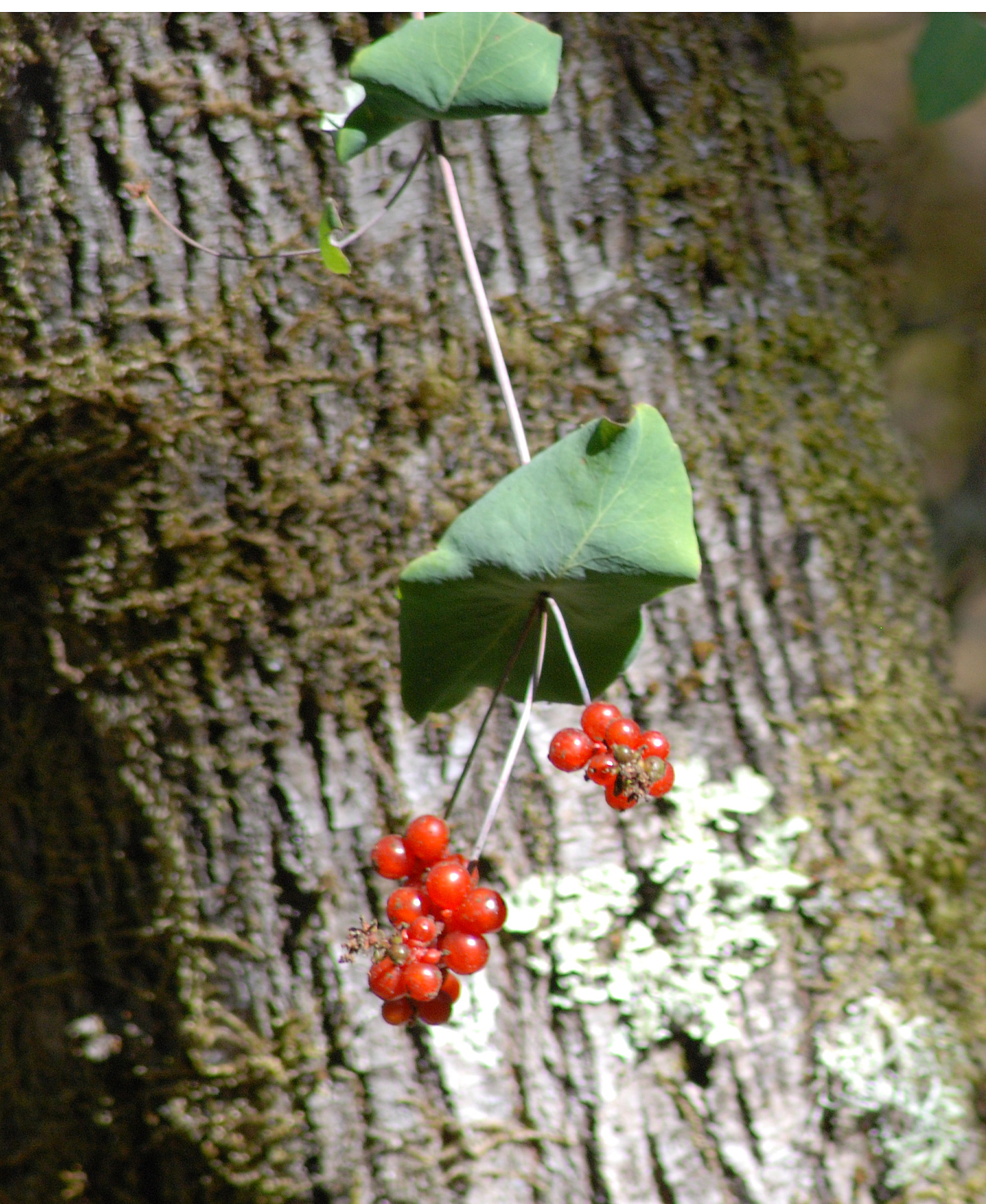 Hidden Villa (Santa Cruz Mountains) shelters many California native plants such as this native honeysuckle (Lonicera hispidula)